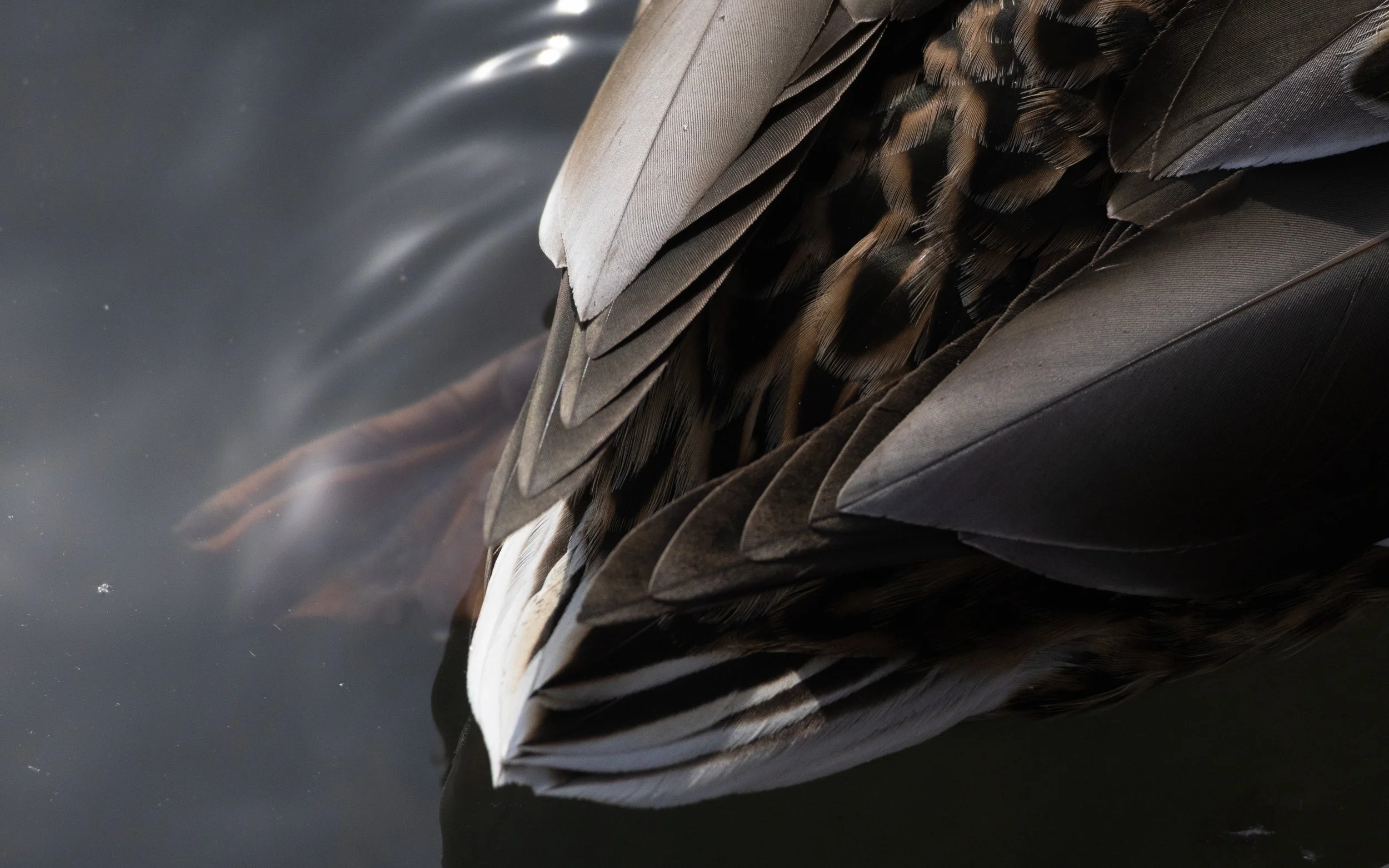 plumage4.jpg