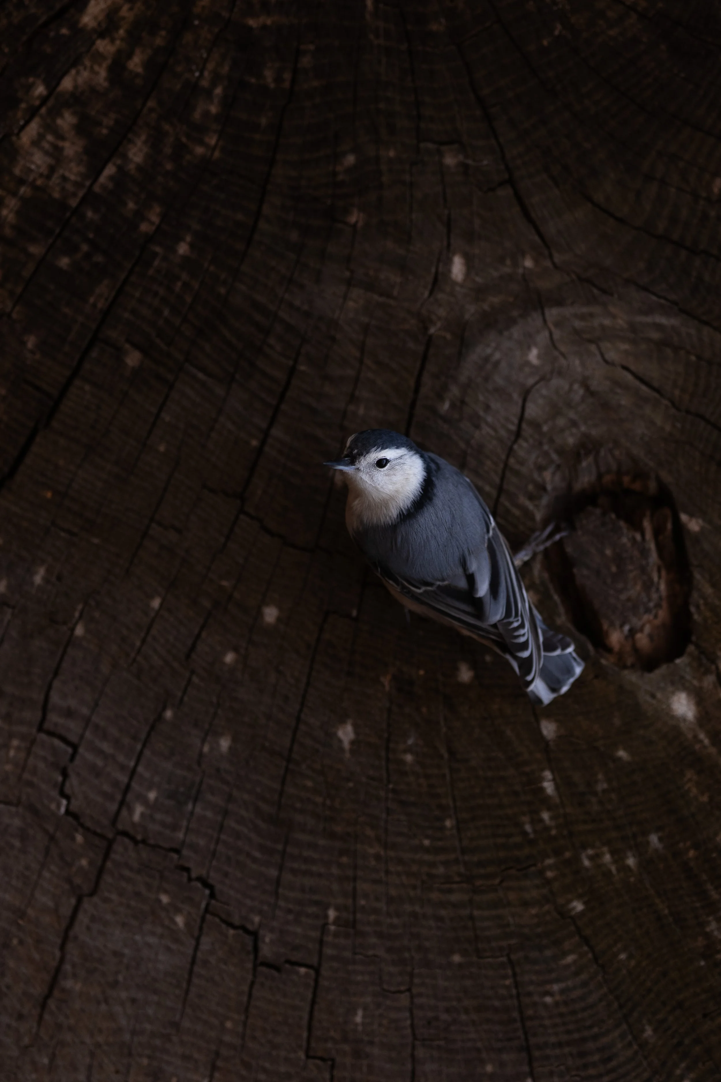 bark-03.jpg