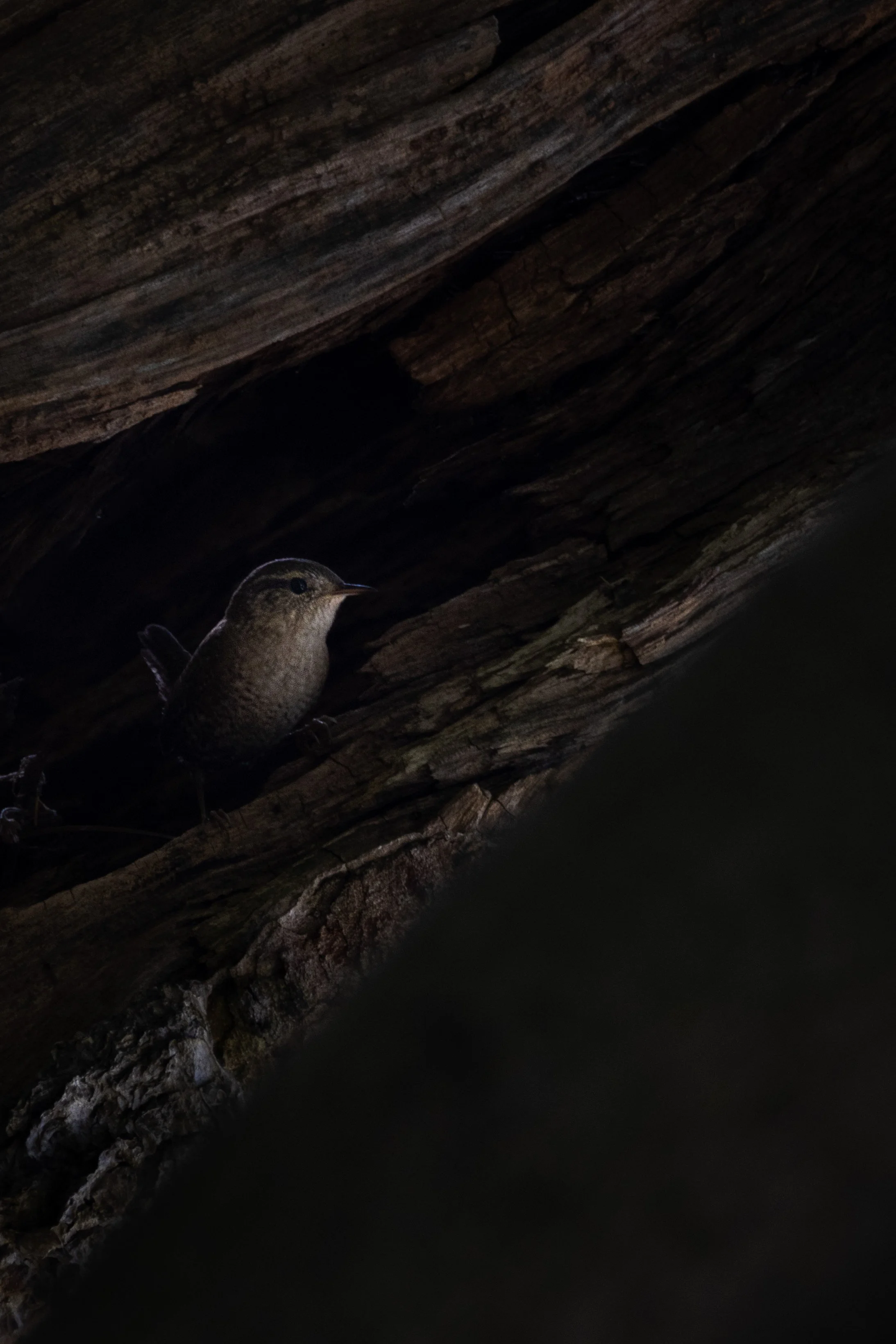 bark-05.jpg