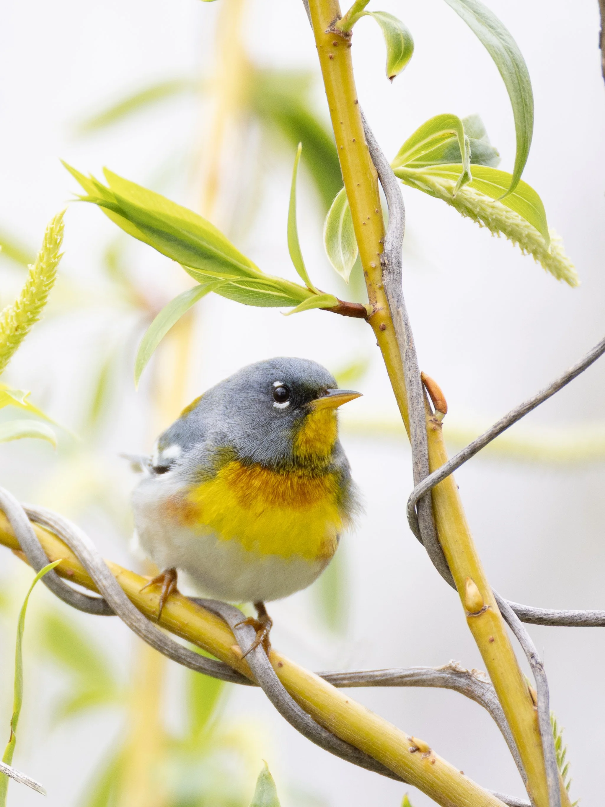 warblies-3-2.jpg