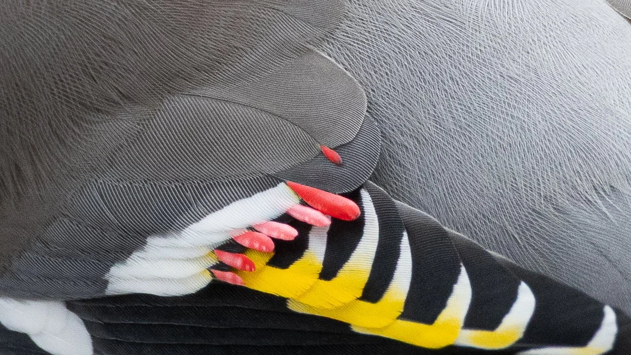 plumage-7.jpg