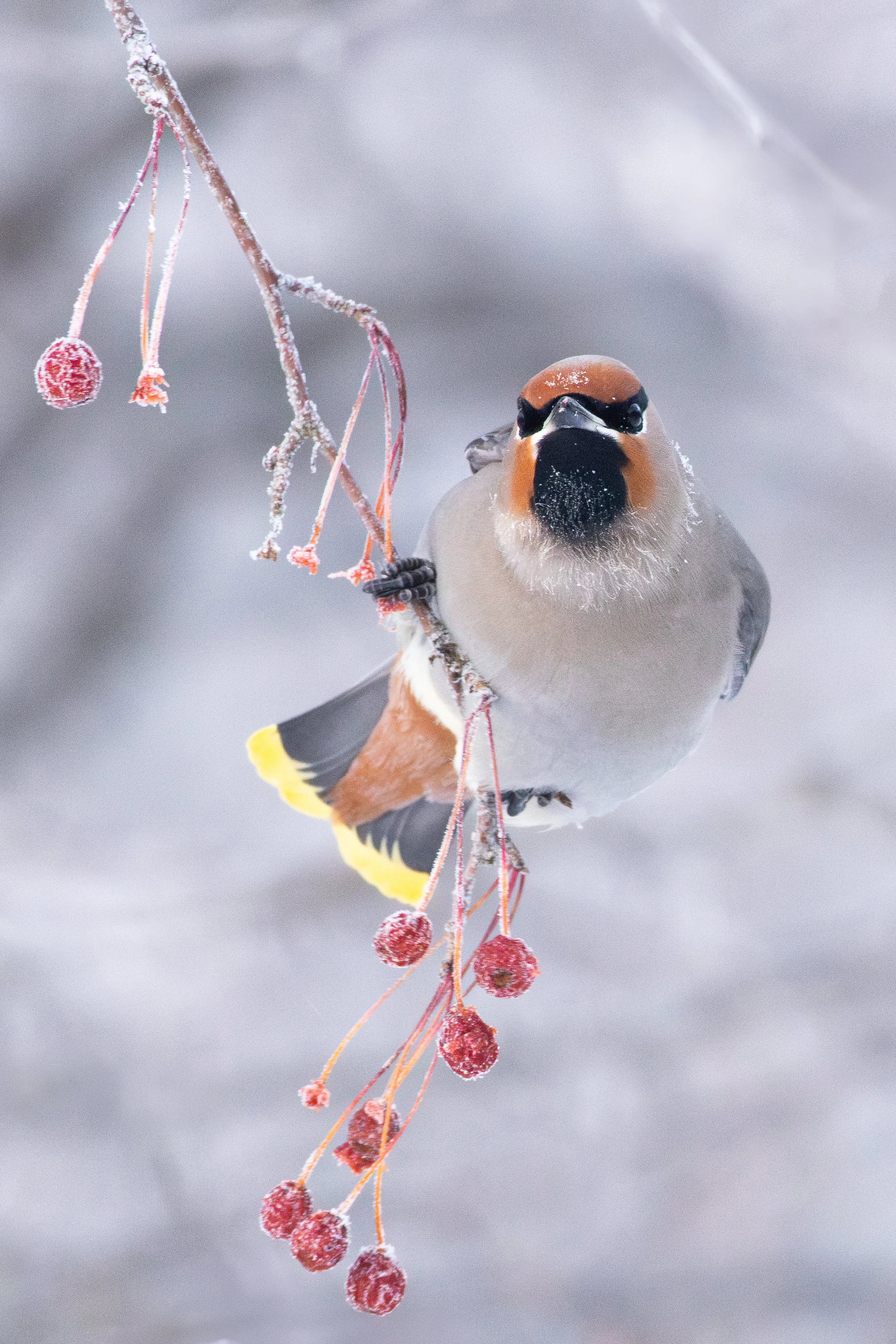 berry_brainfreeze-19.jpg