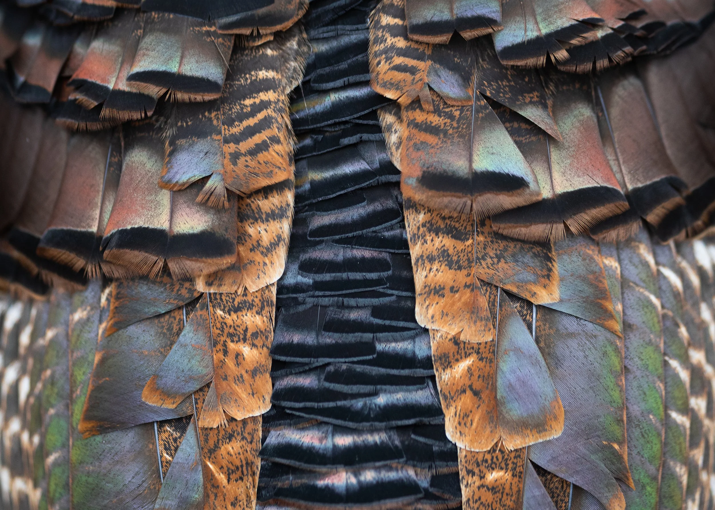 plumage-1.jpg