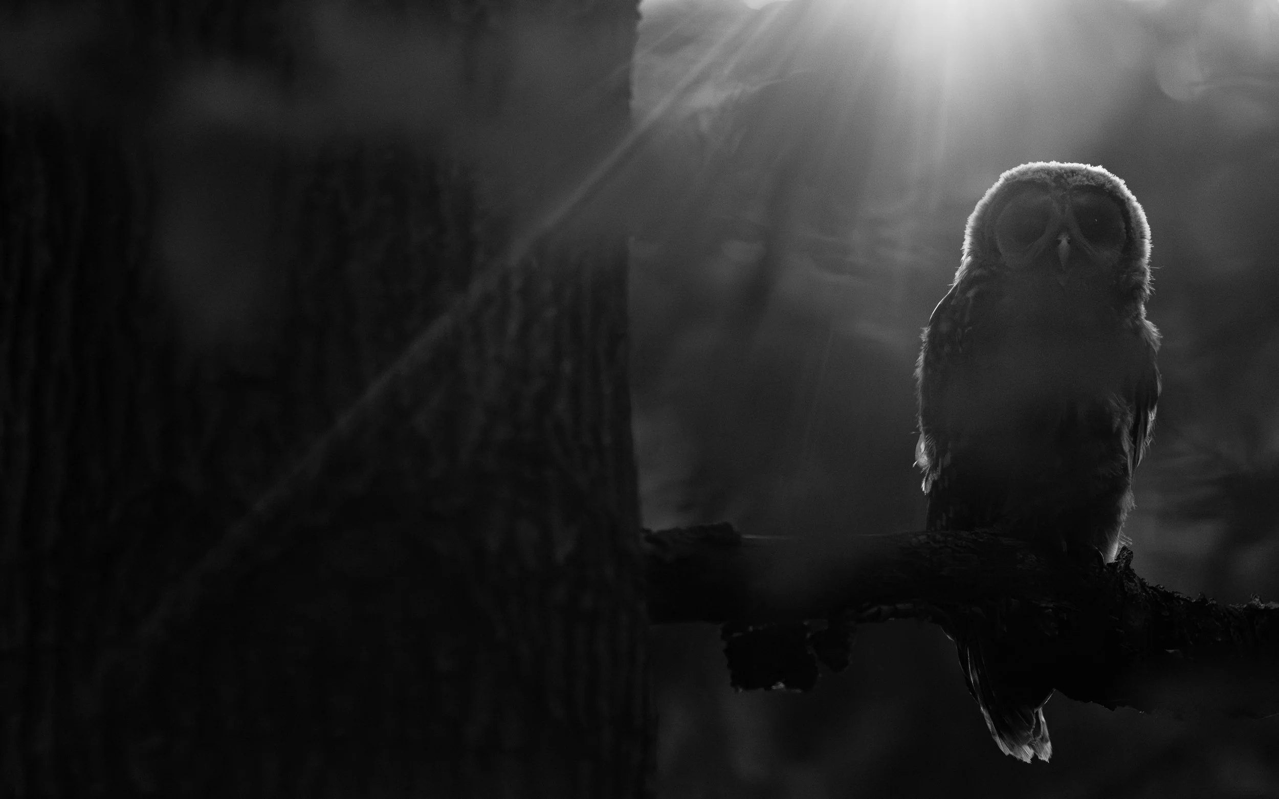 B&W-15.jpg