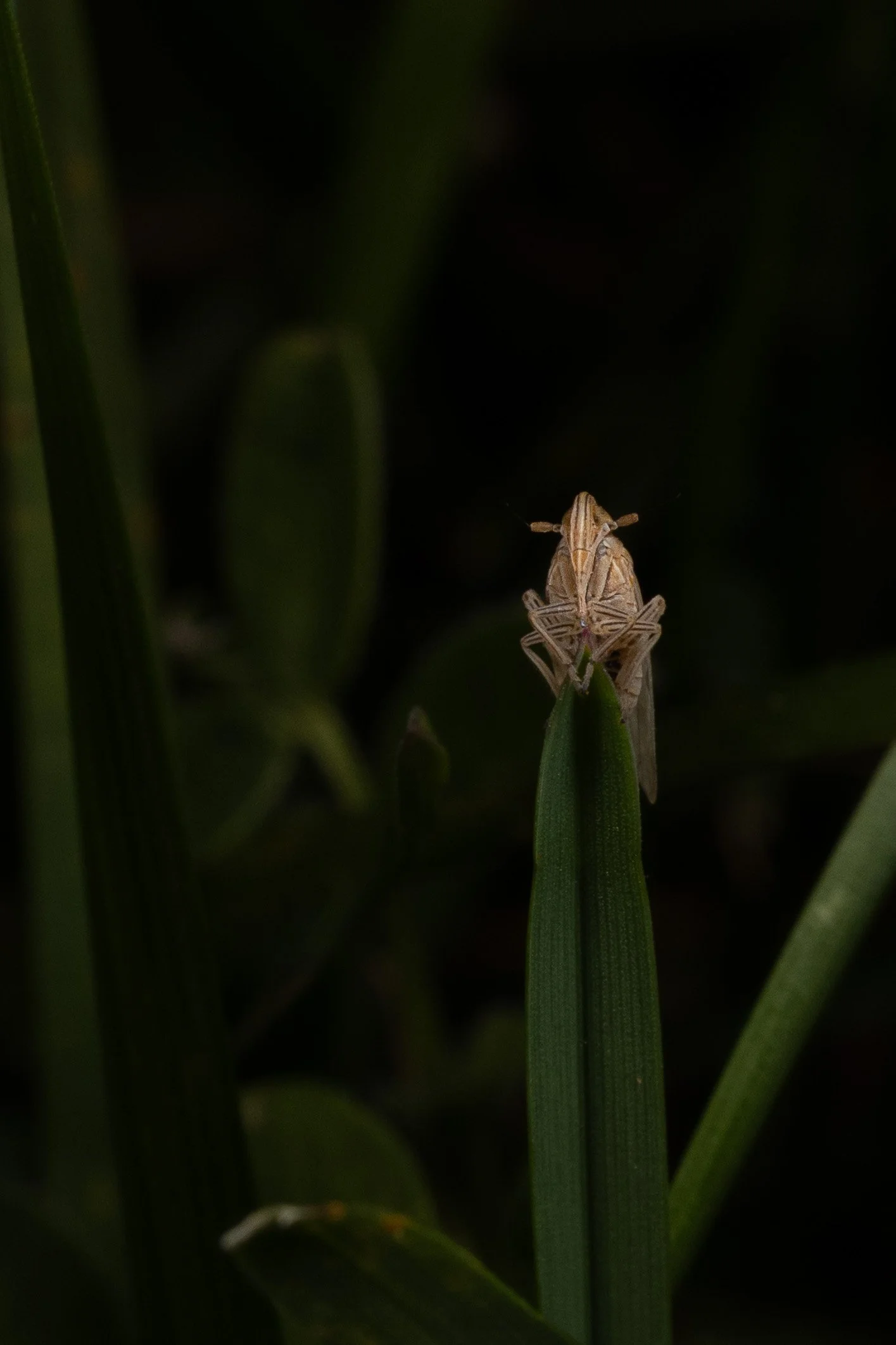 bugs-01.jpg