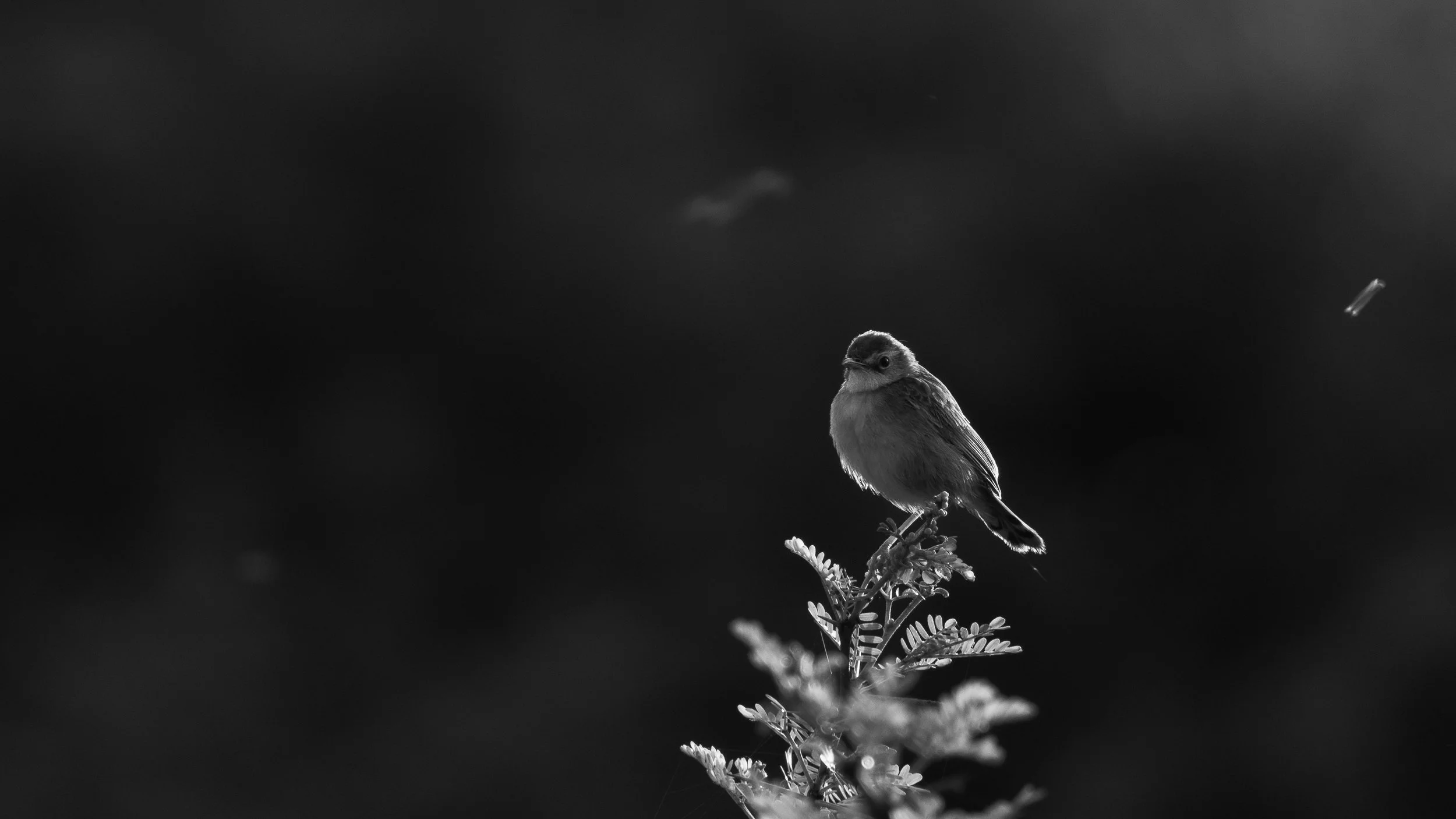 B&W-19.jpg