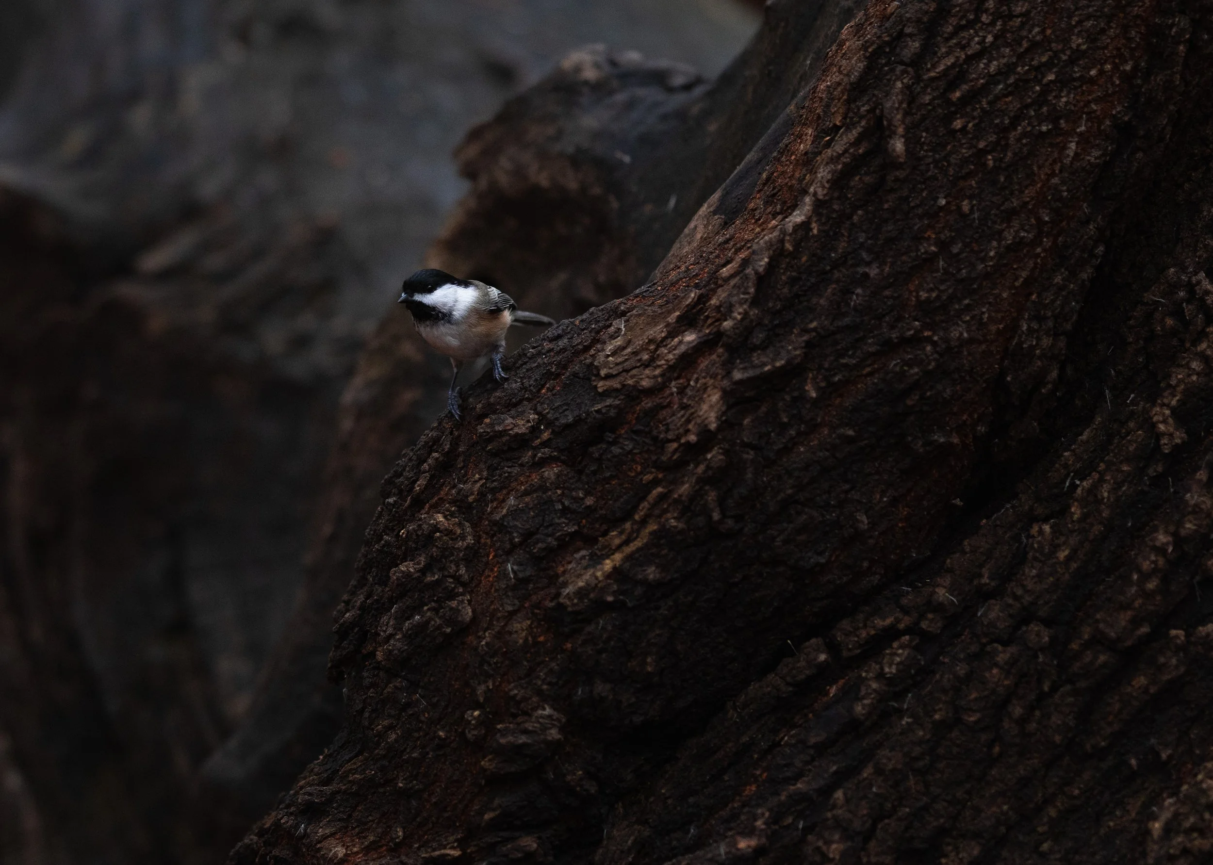bark-01.jpg