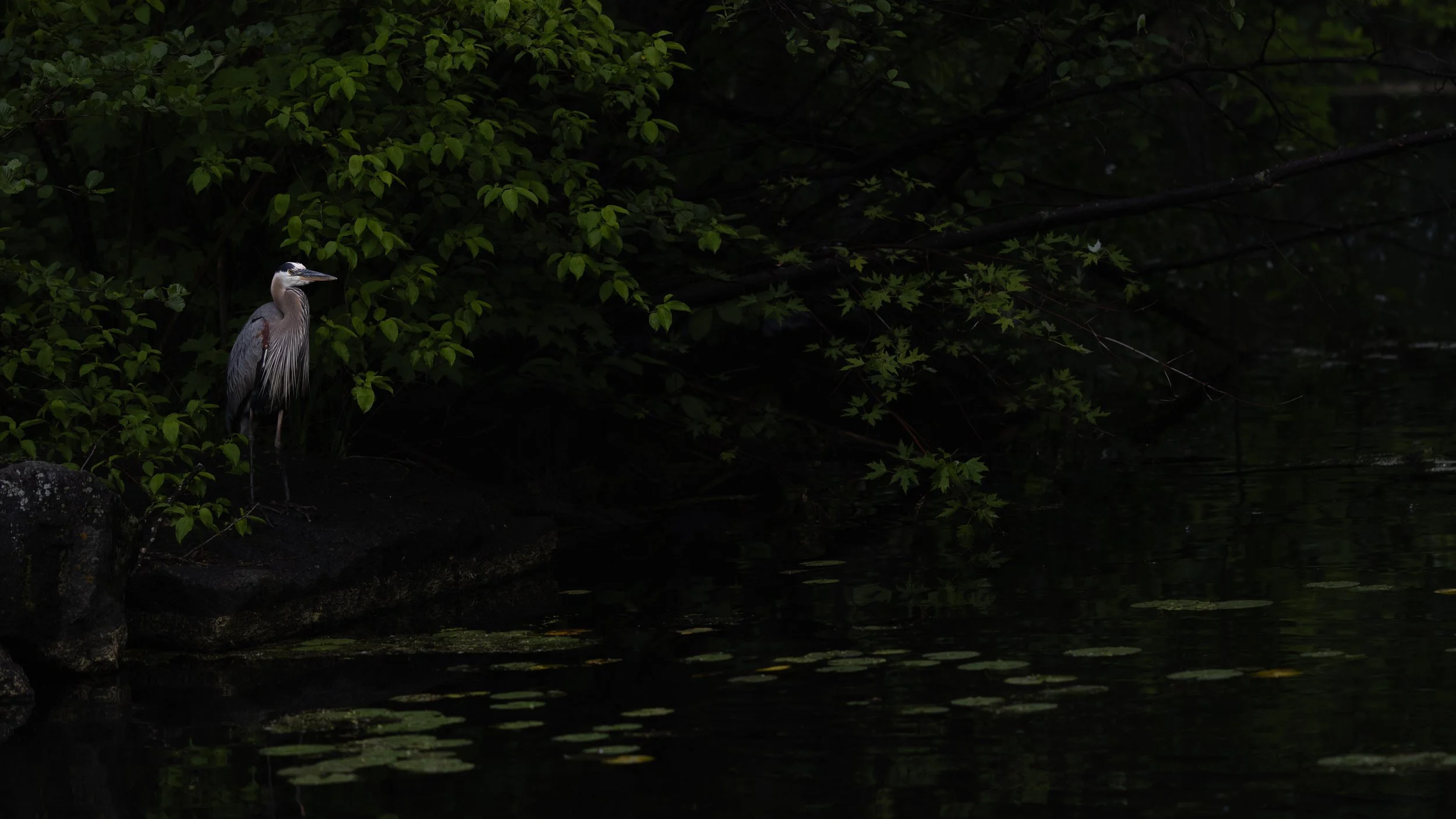 mood_forest-10.jpg