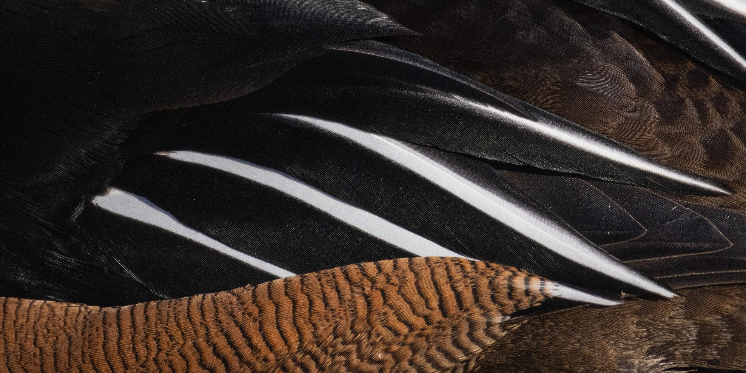plumage3.jpg