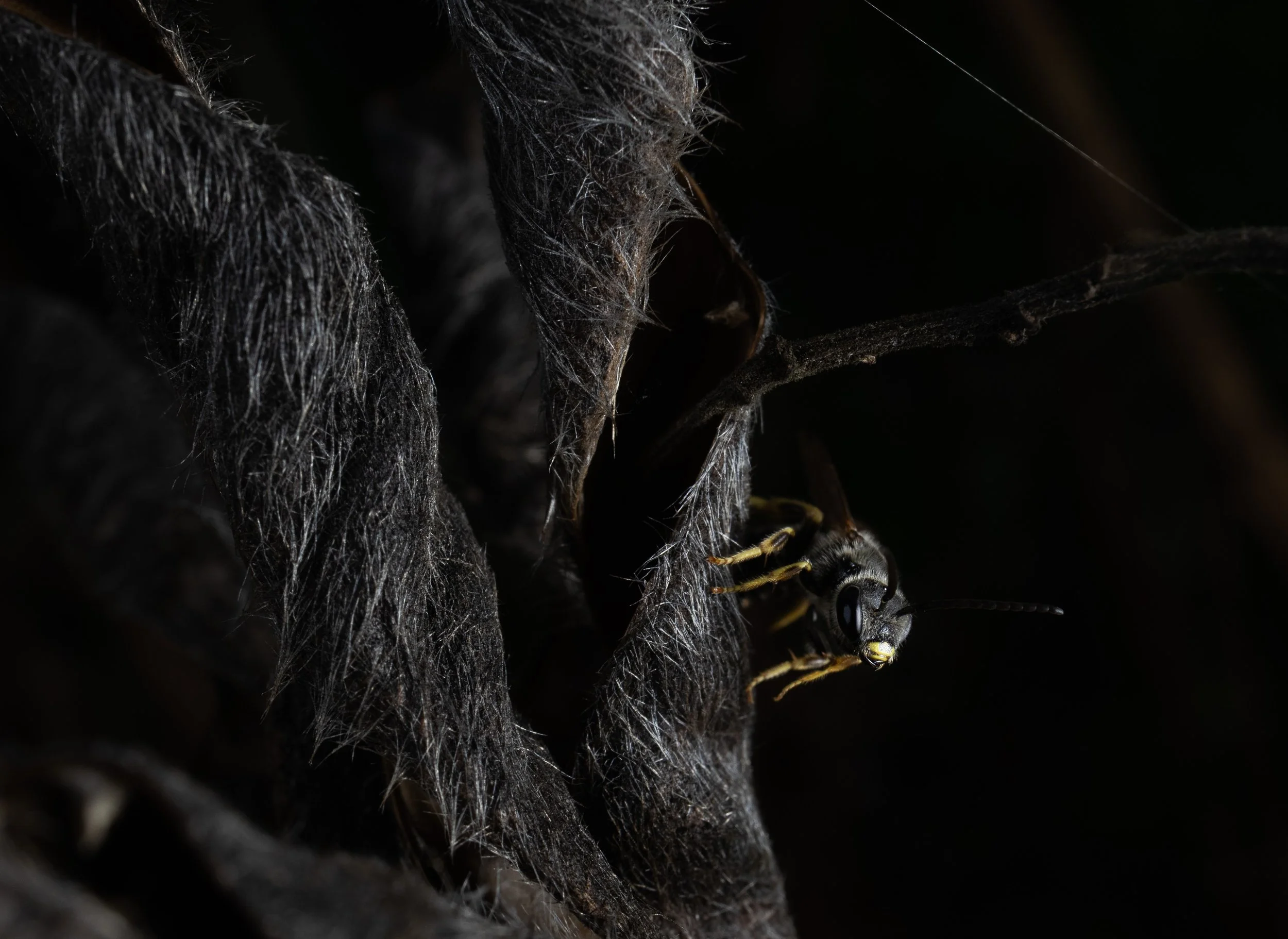 bugs-13.jpg