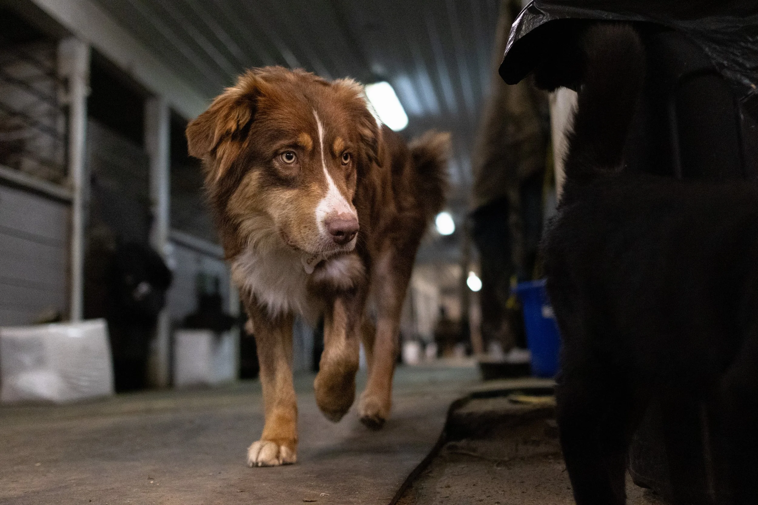 pet_photoshoots-41.jpg