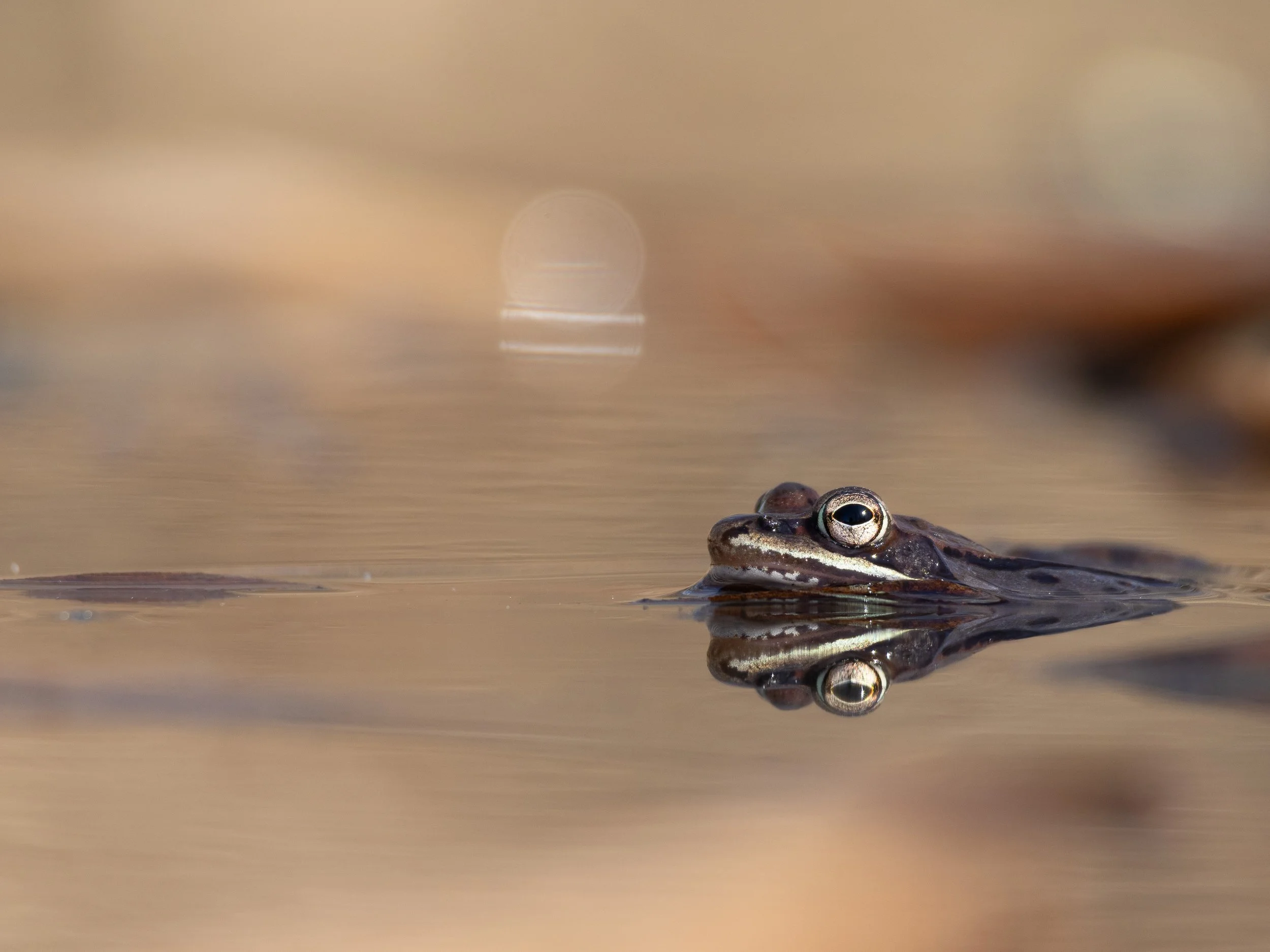 herp-3.jpg