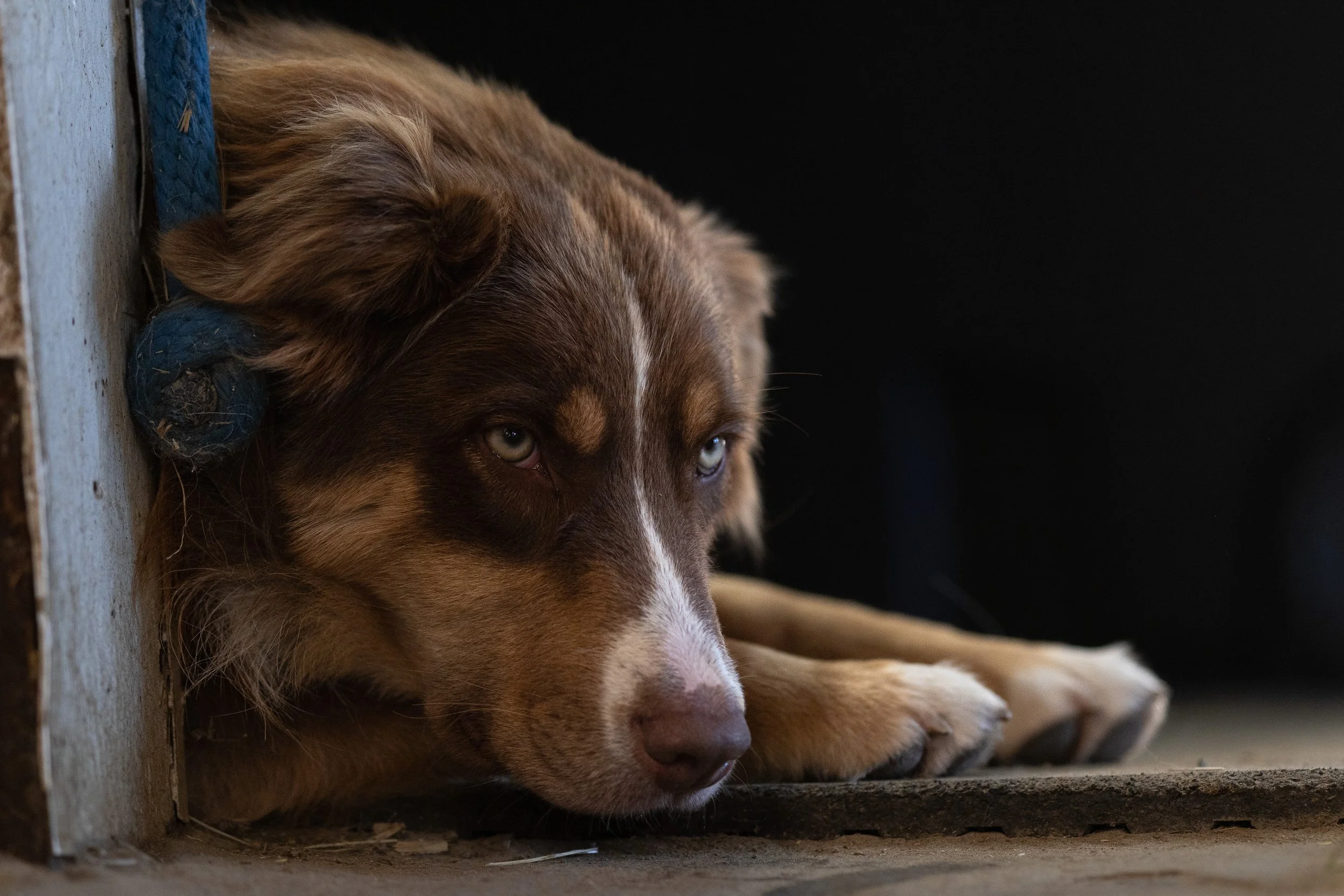 pet_photoshoots-46.jpg