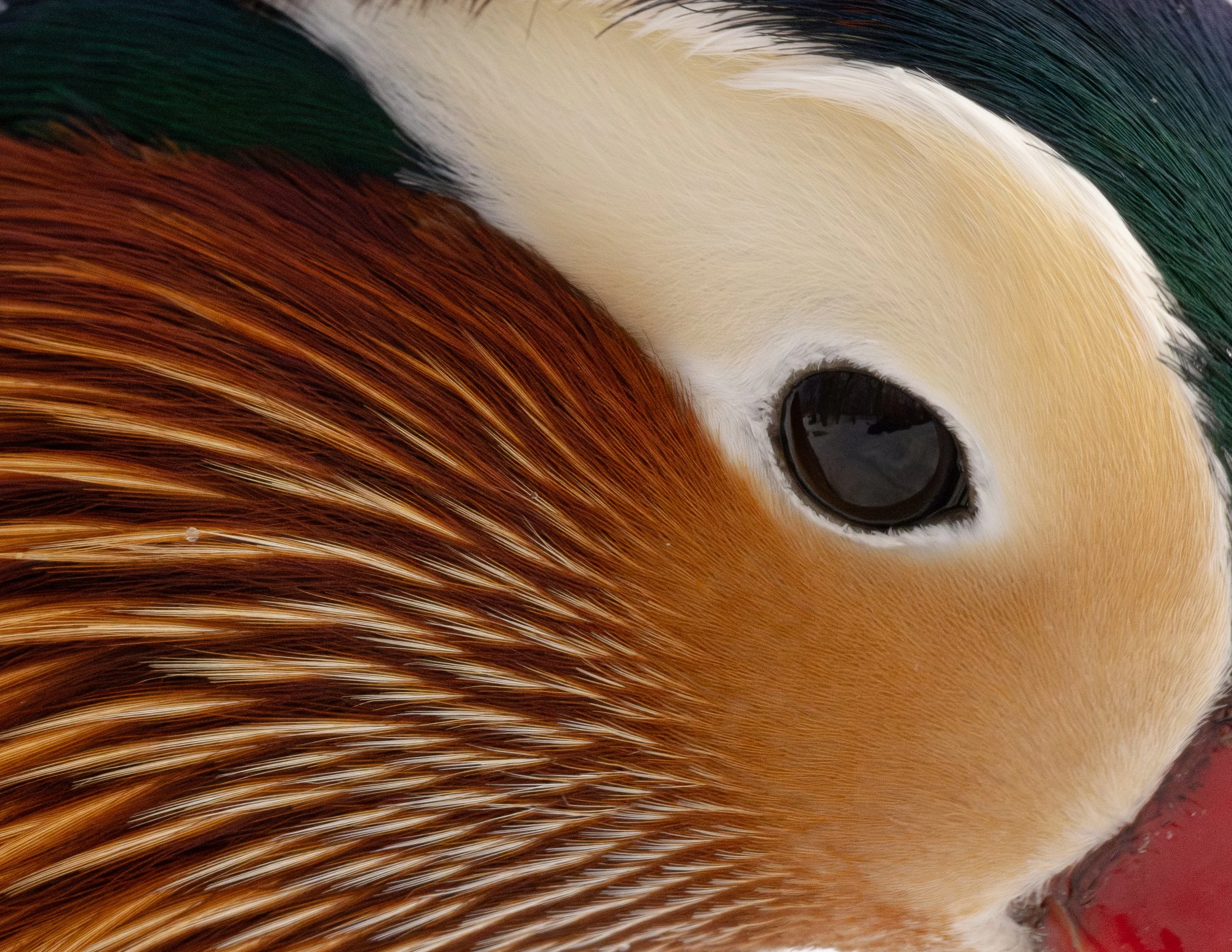 plumage-11.jpg