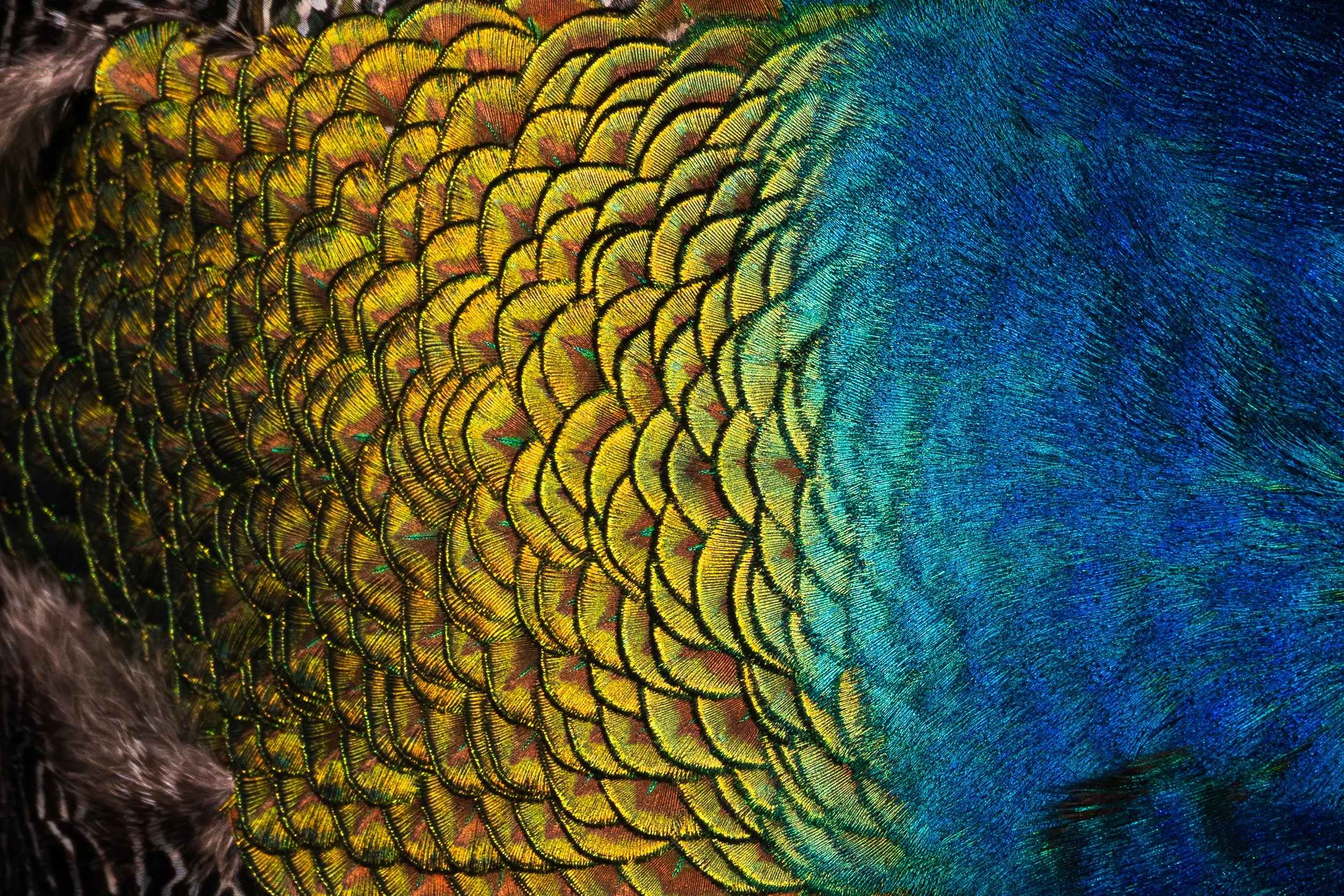 plumage-13.jpg