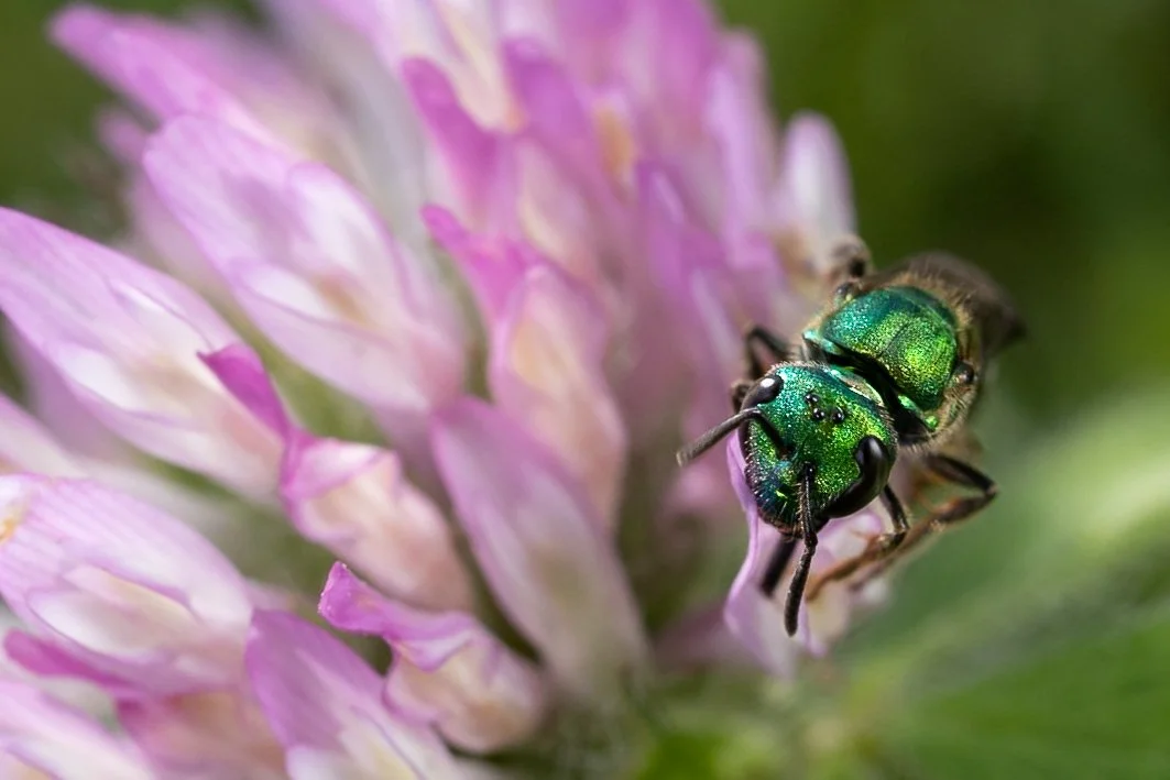 bugs-14.jpg