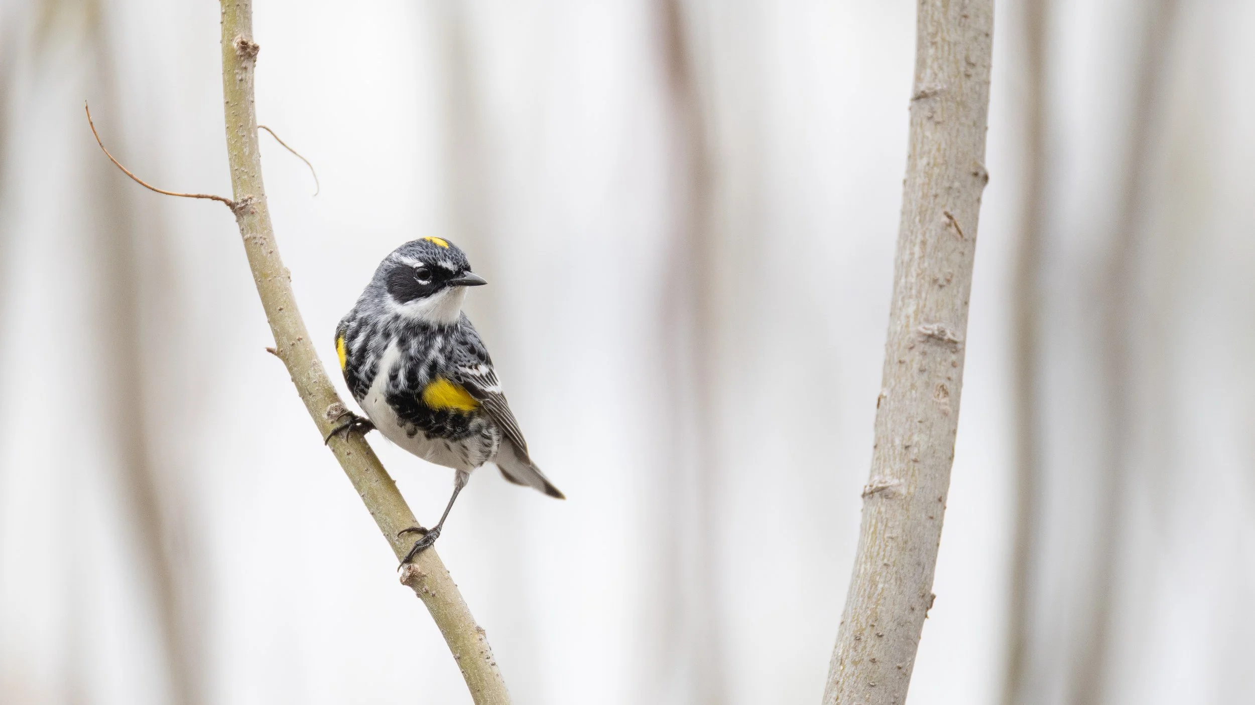 warblers-26.jpg