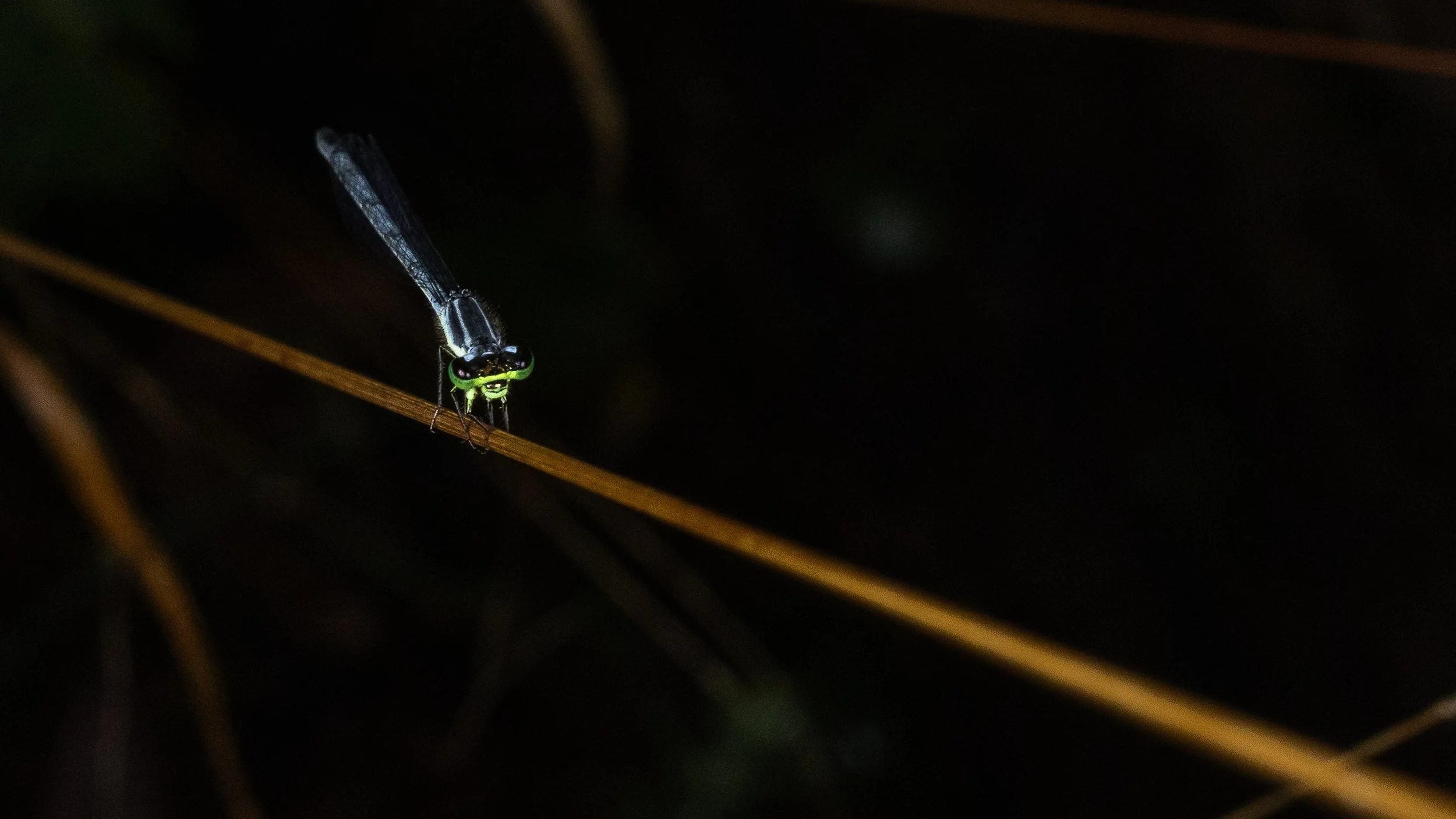 bugportfolio-B-4.jpg