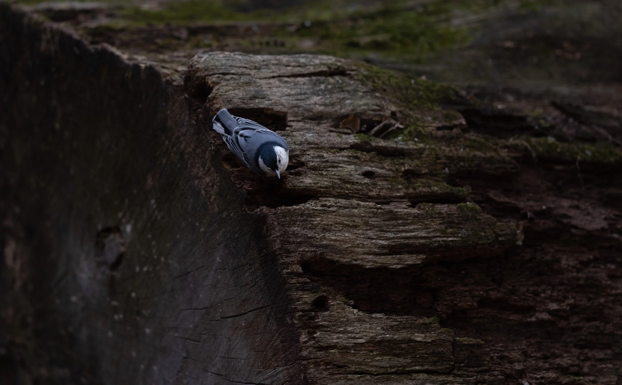 bark-02.jpg