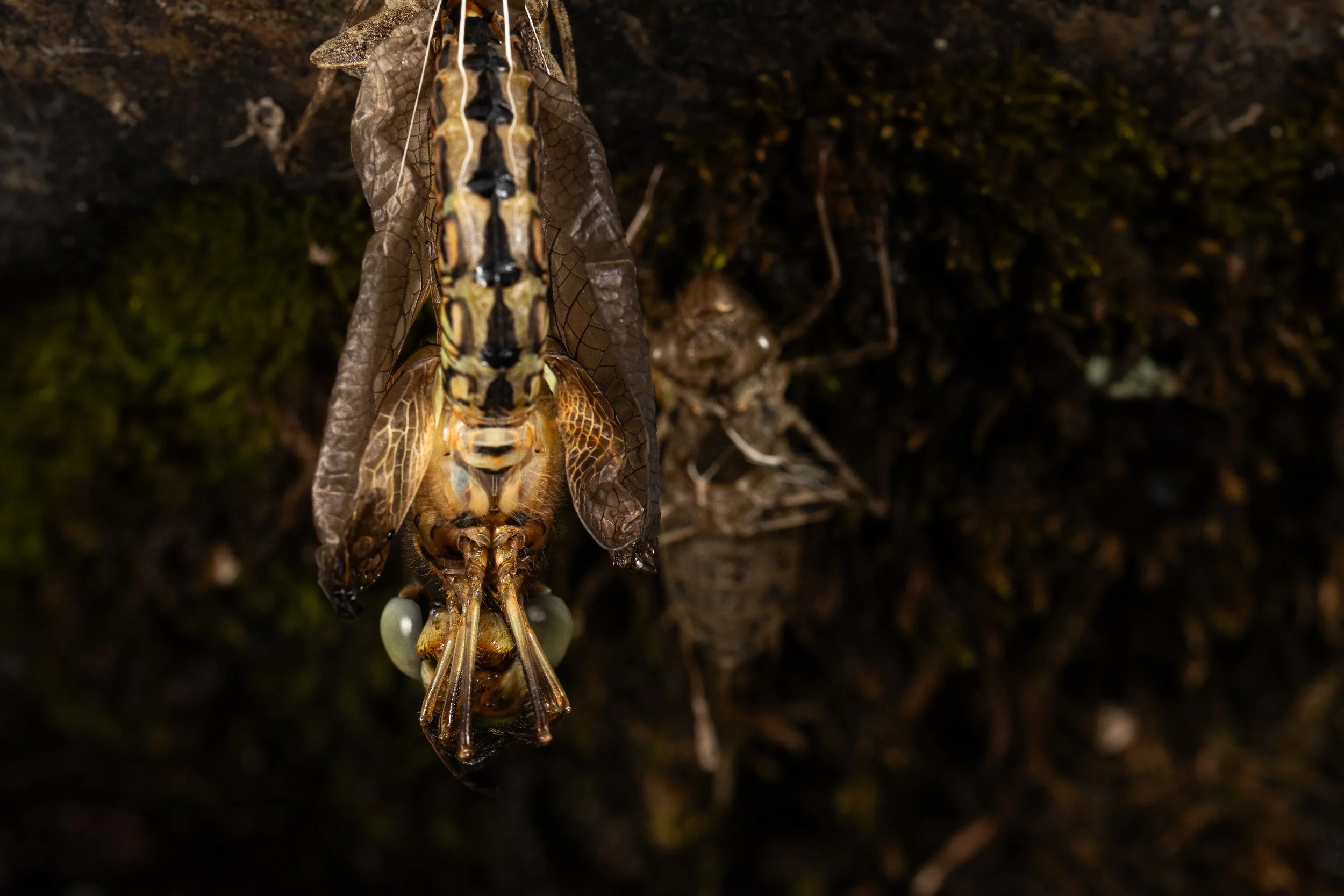 bugportfolio-B-2.jpg