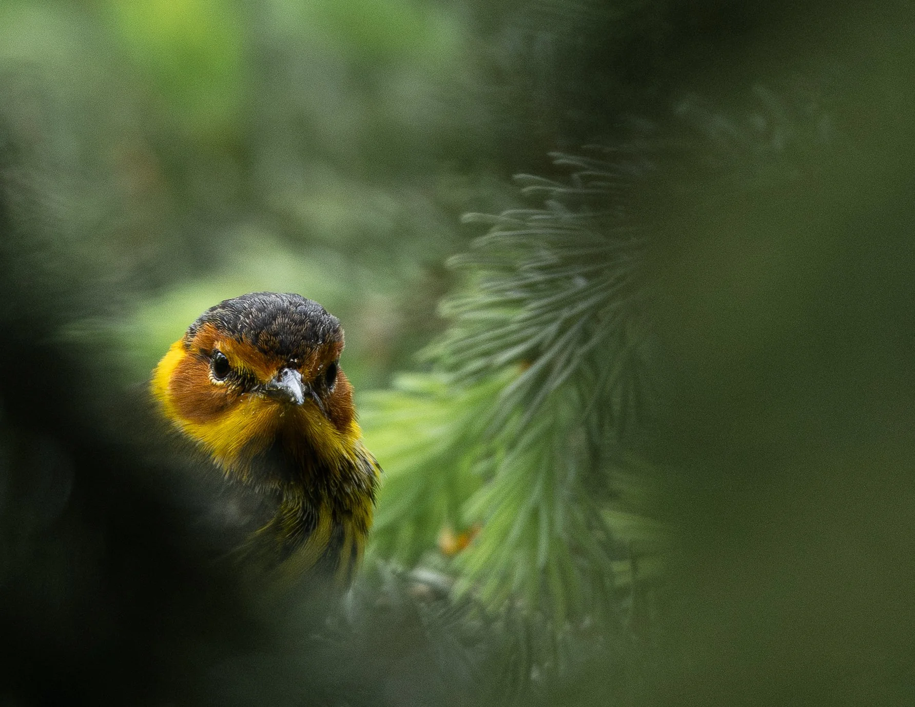 warblers-14.jpg