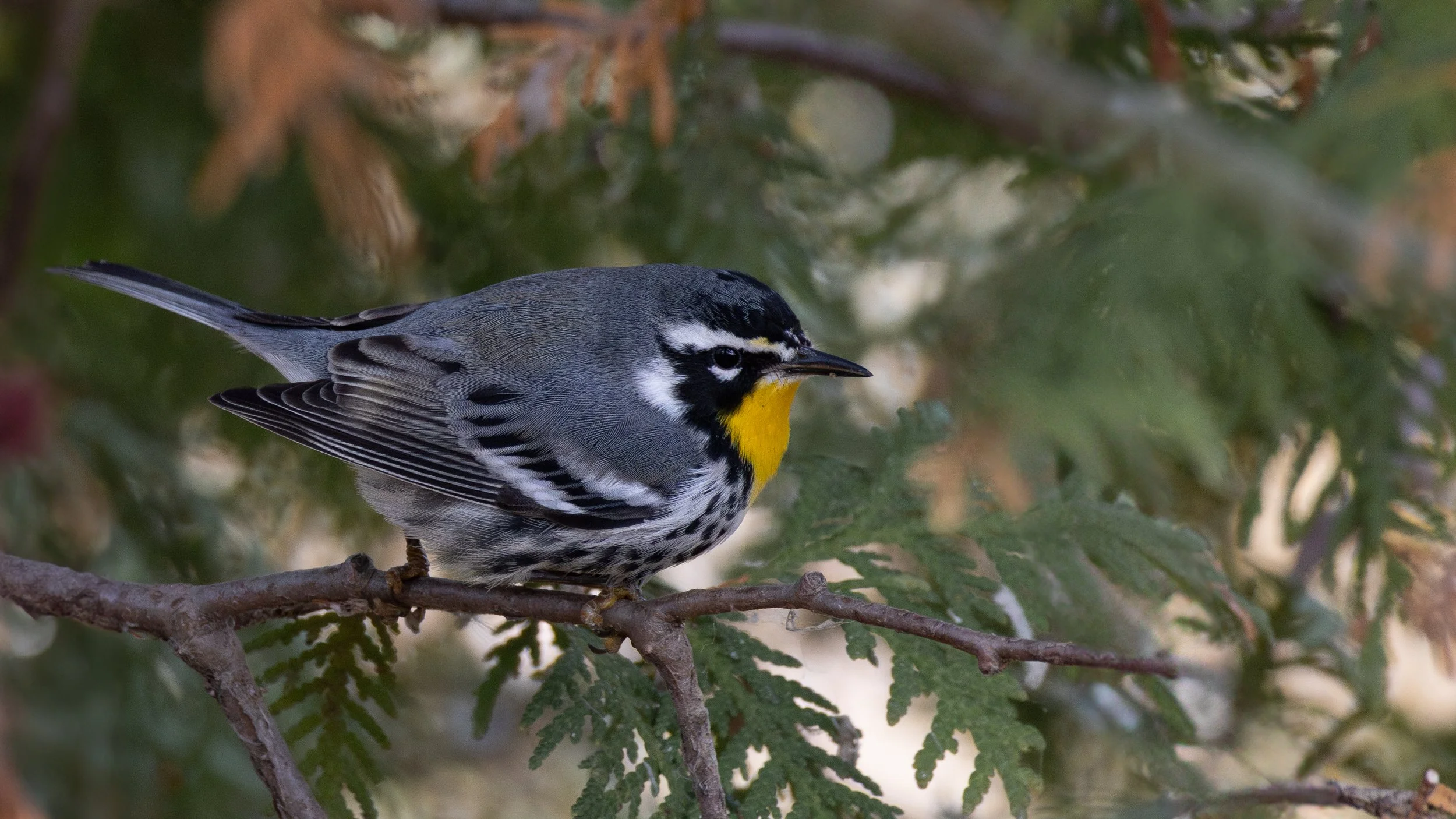 warblers-04.jpg