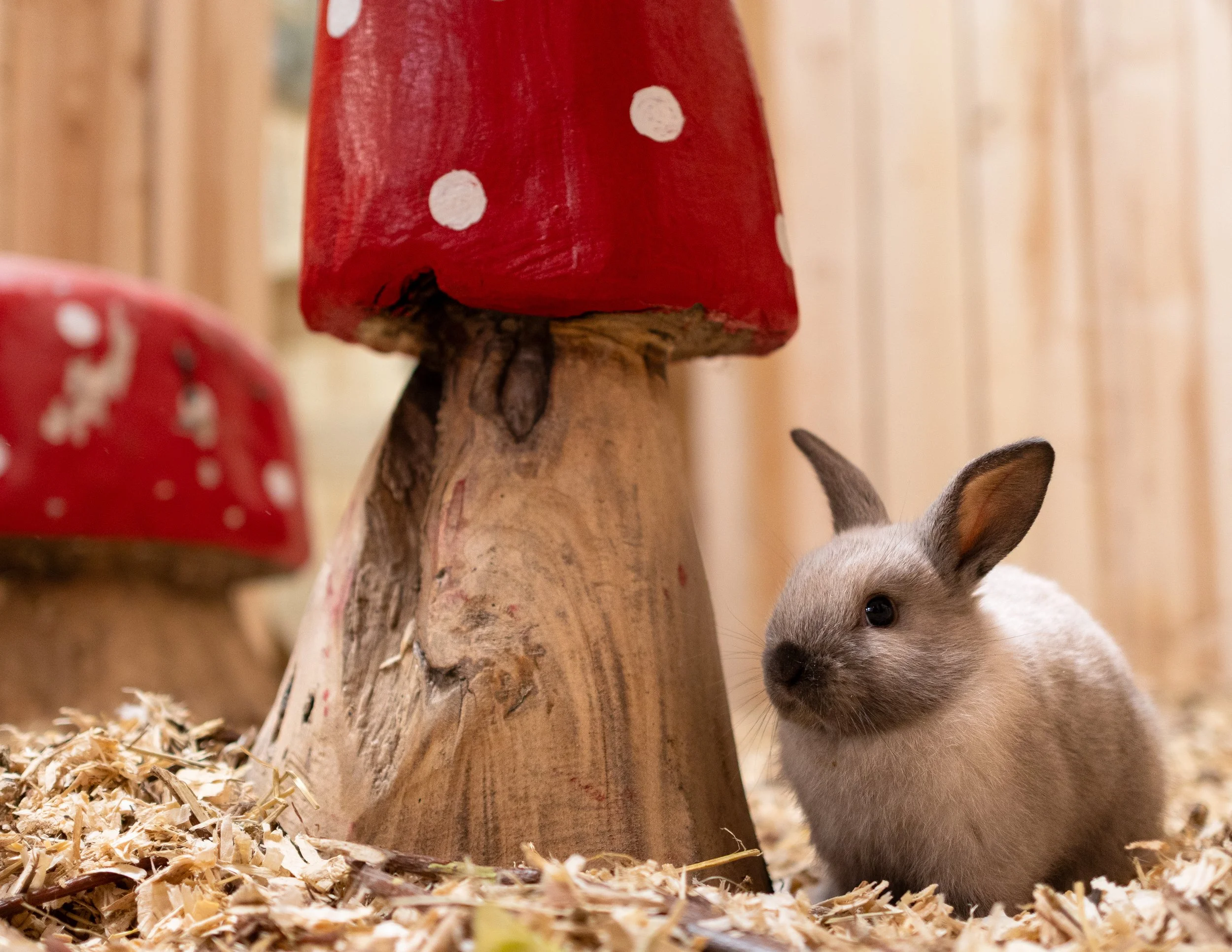 pet_photoshoots-36.jpg