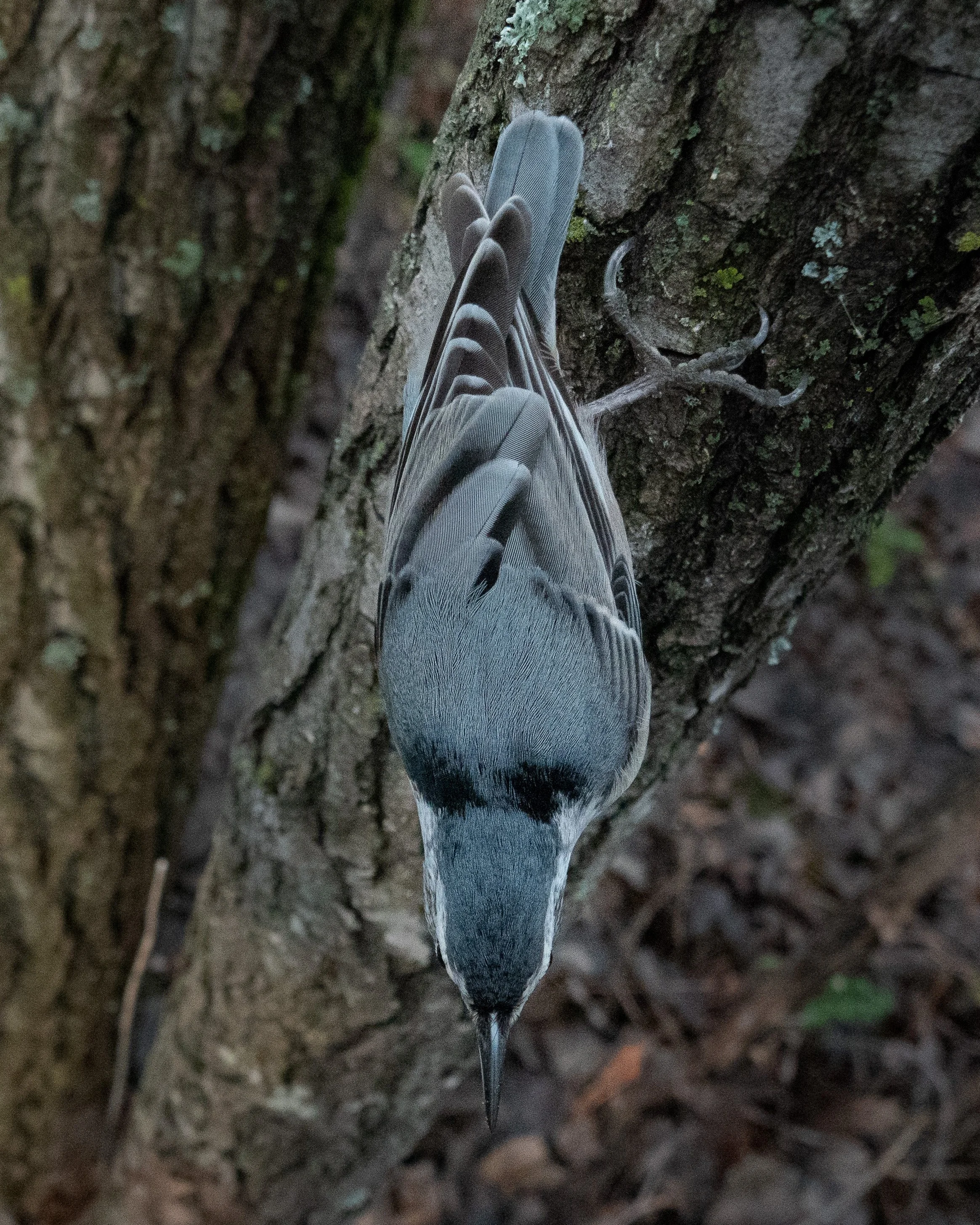bark-15.jpg