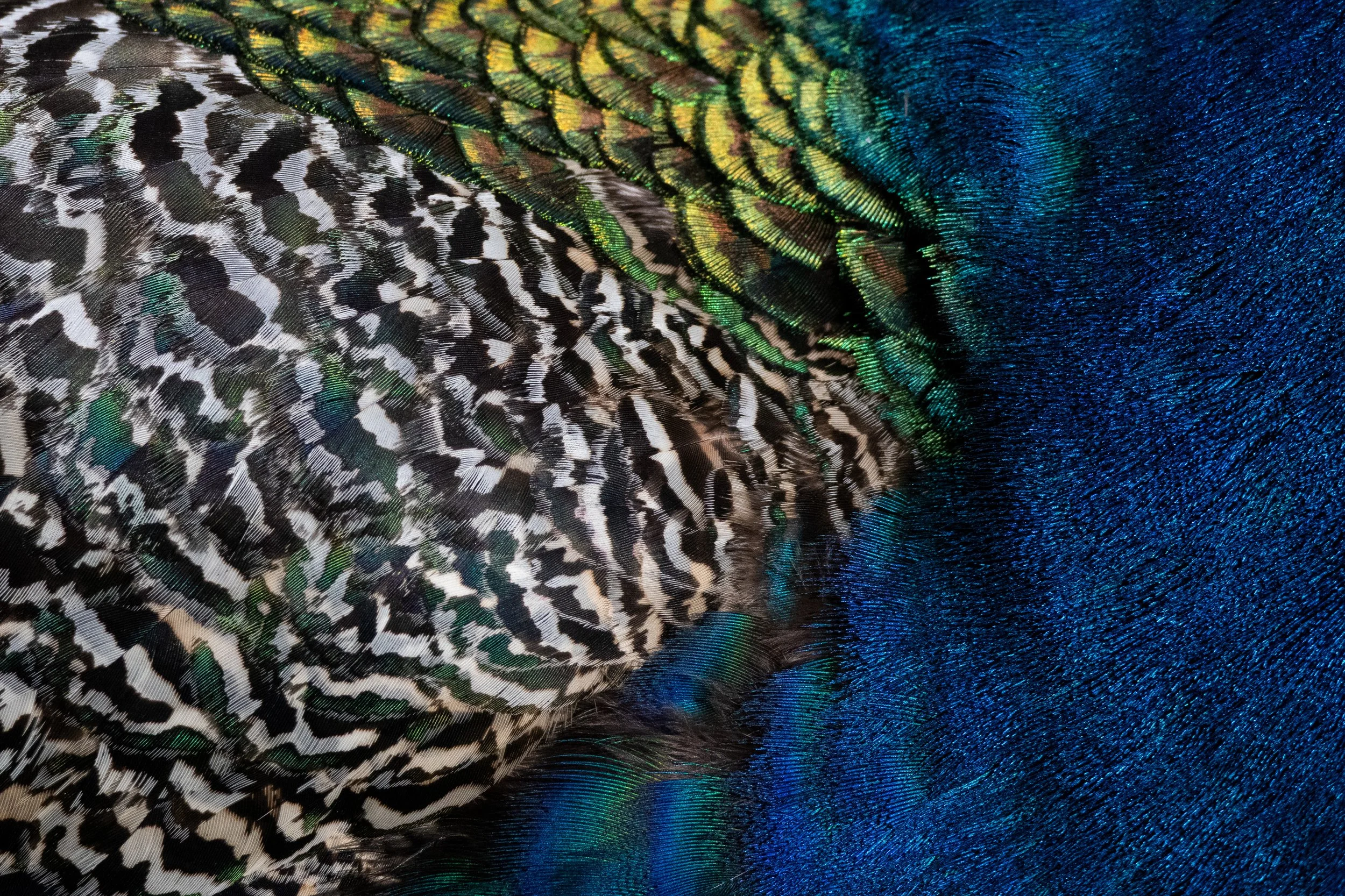 plumage5.jpg
