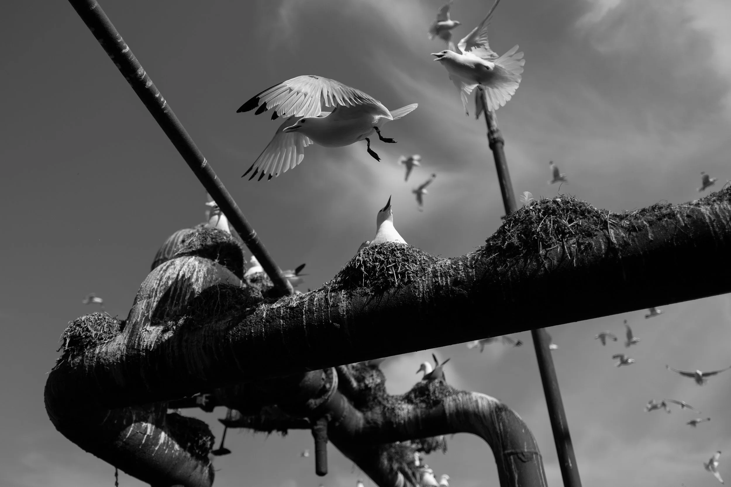 B&W-07.jpg