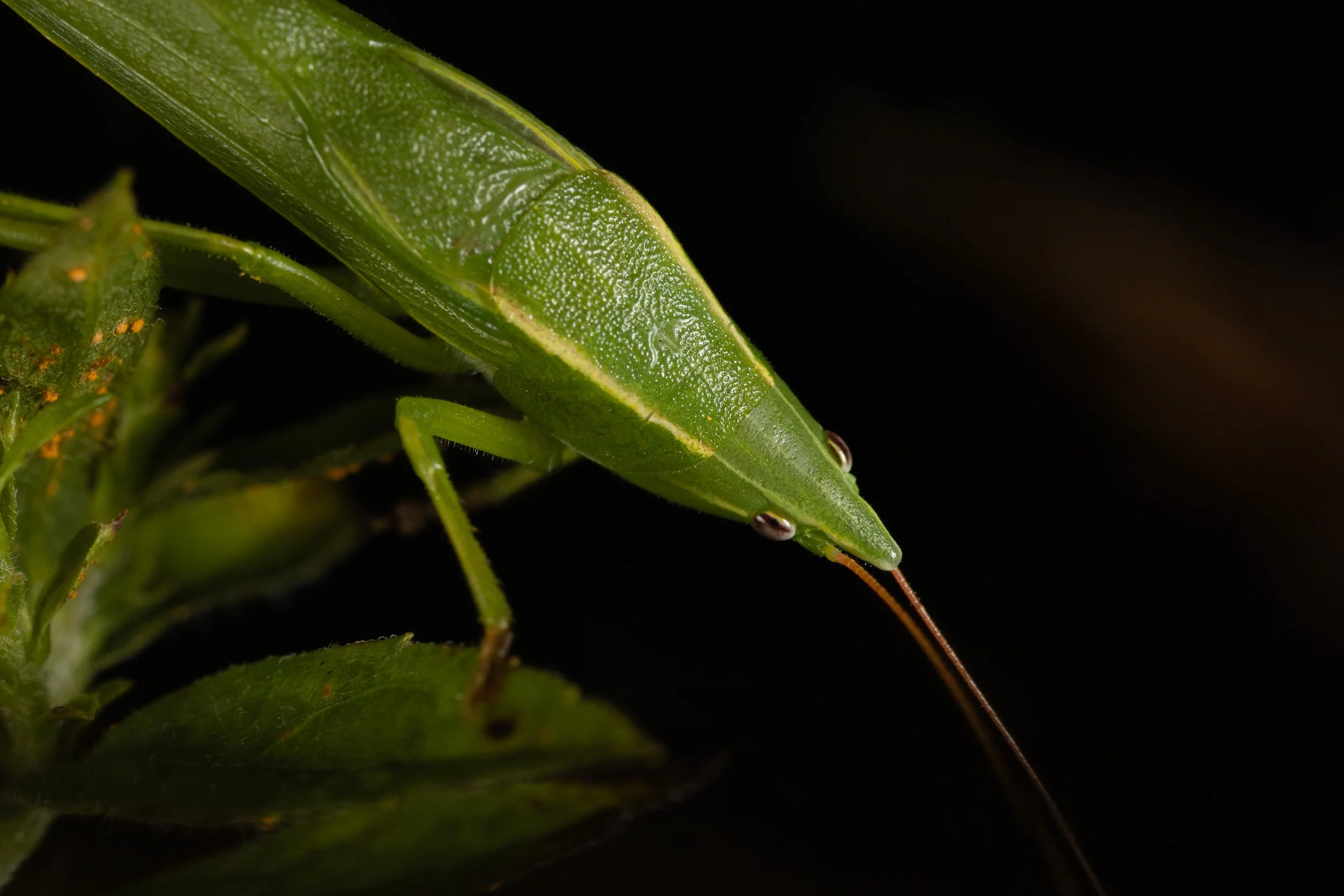 bugs-05.jpg