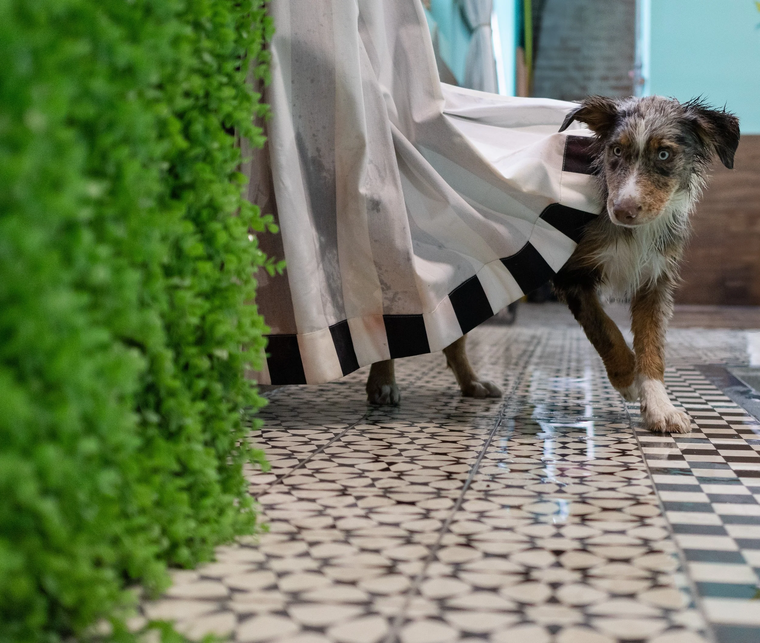 pet_photoshoots-31.jpg
