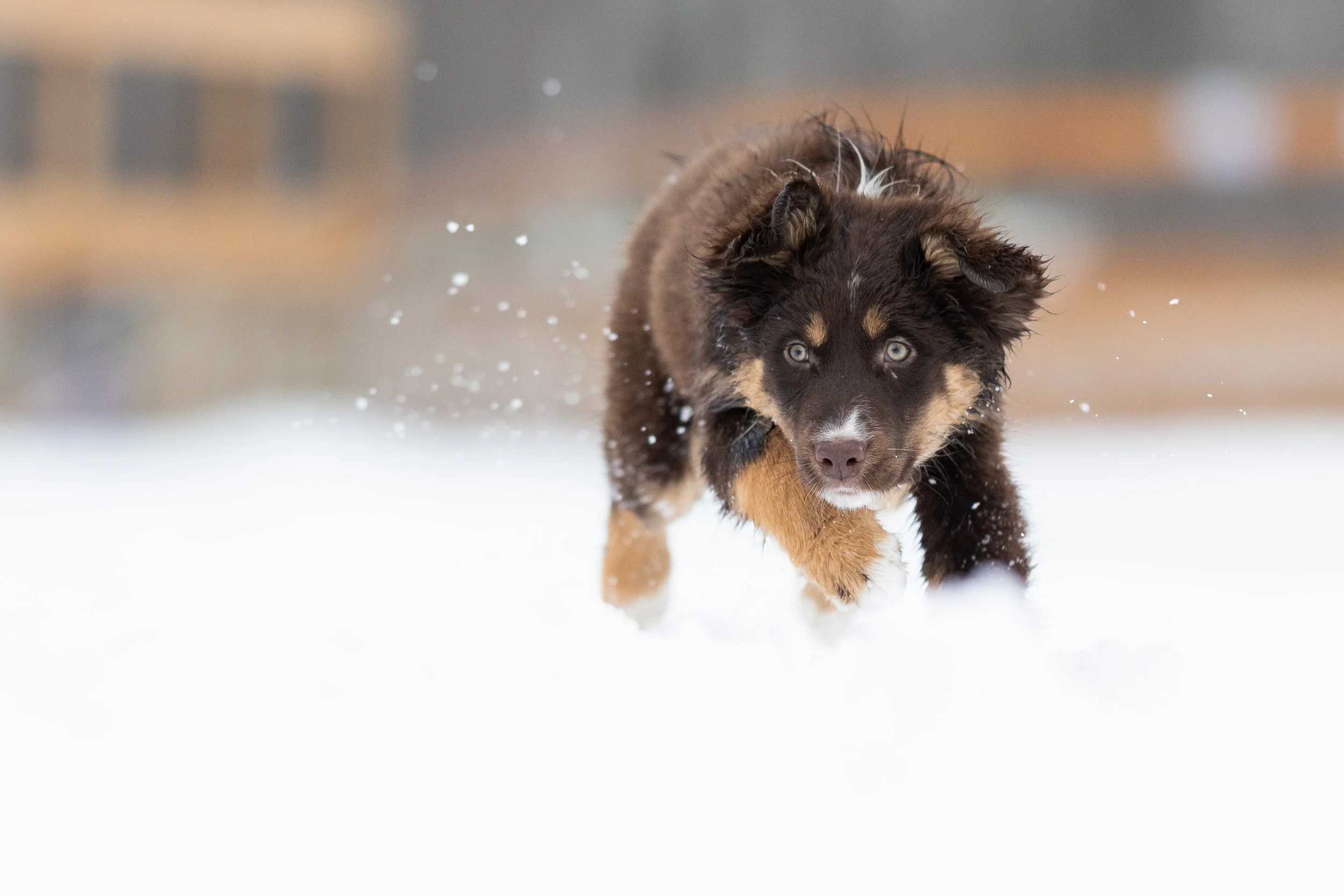 pet_photoshoots-42.jpg