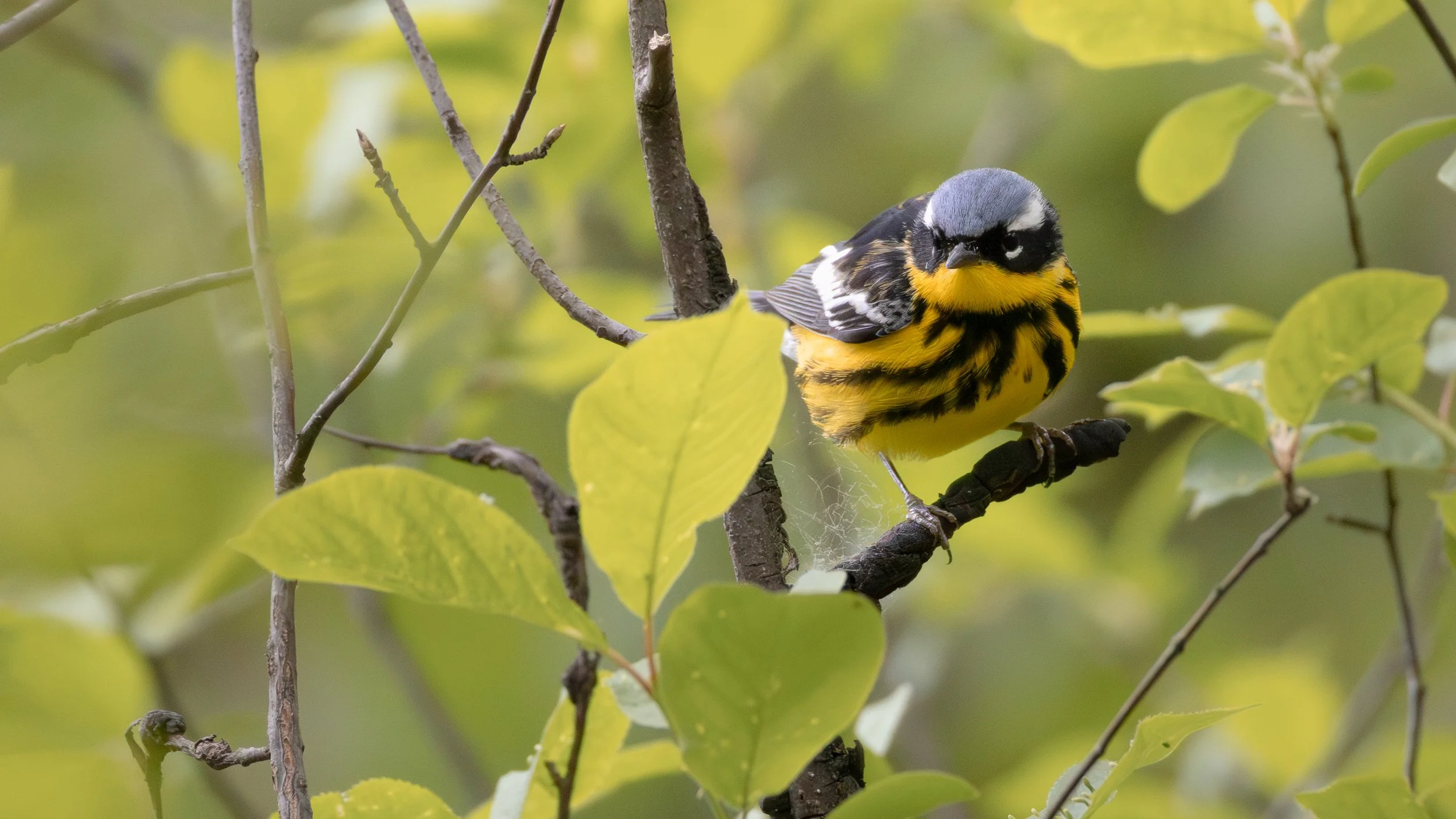 warblers-34.jpg