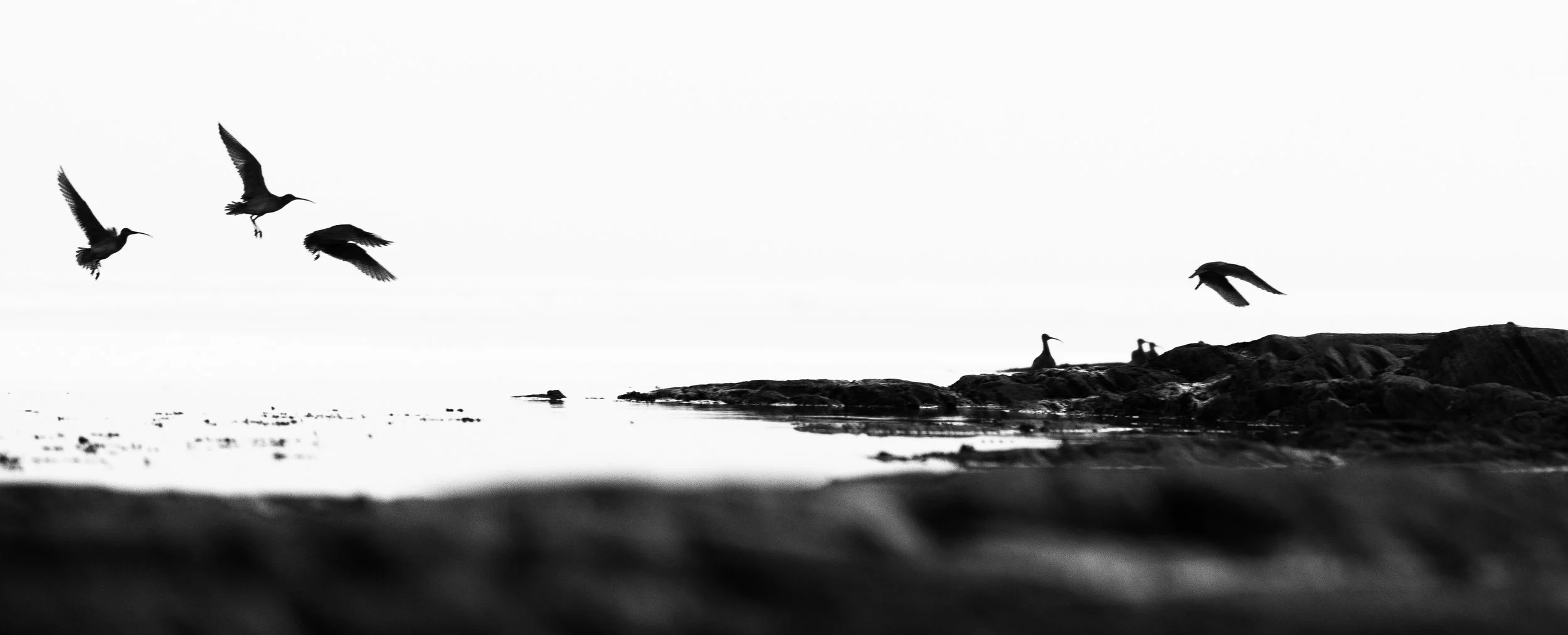 B&W-13.jpg