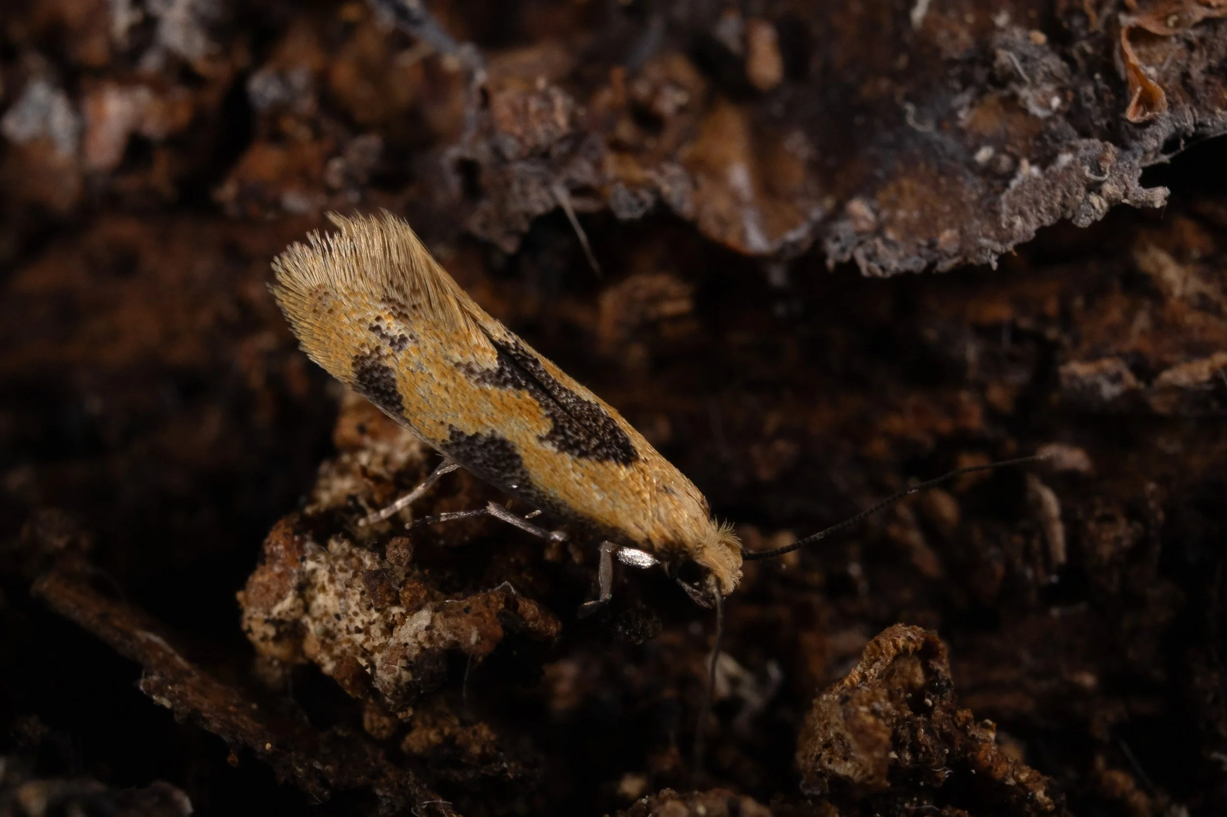 bugs-08.jpg