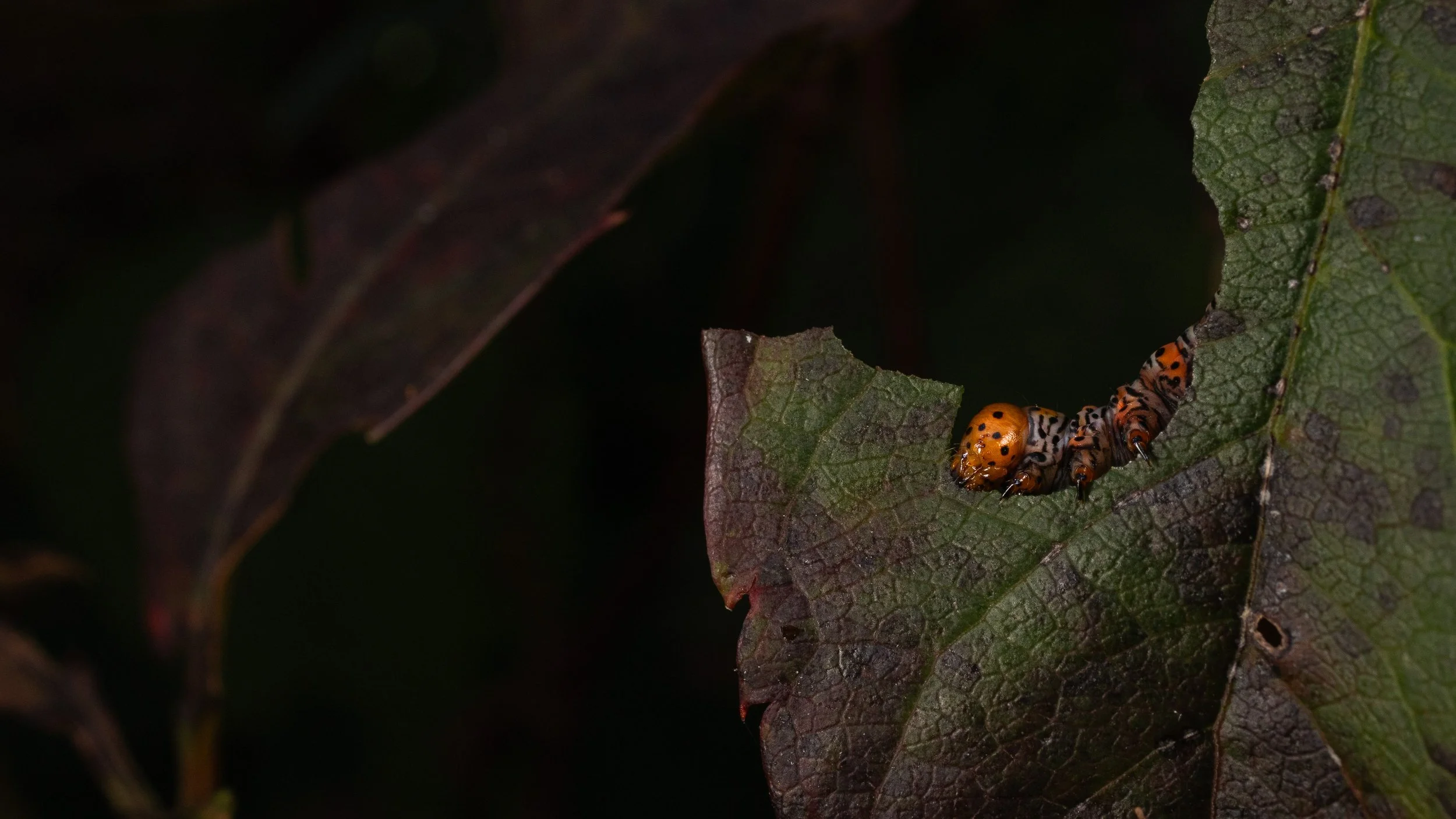 bugs-03.jpg