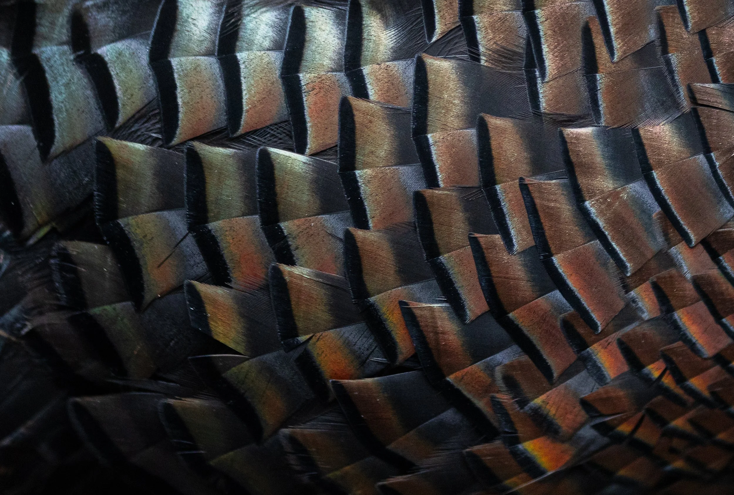 plumage-02.jpg