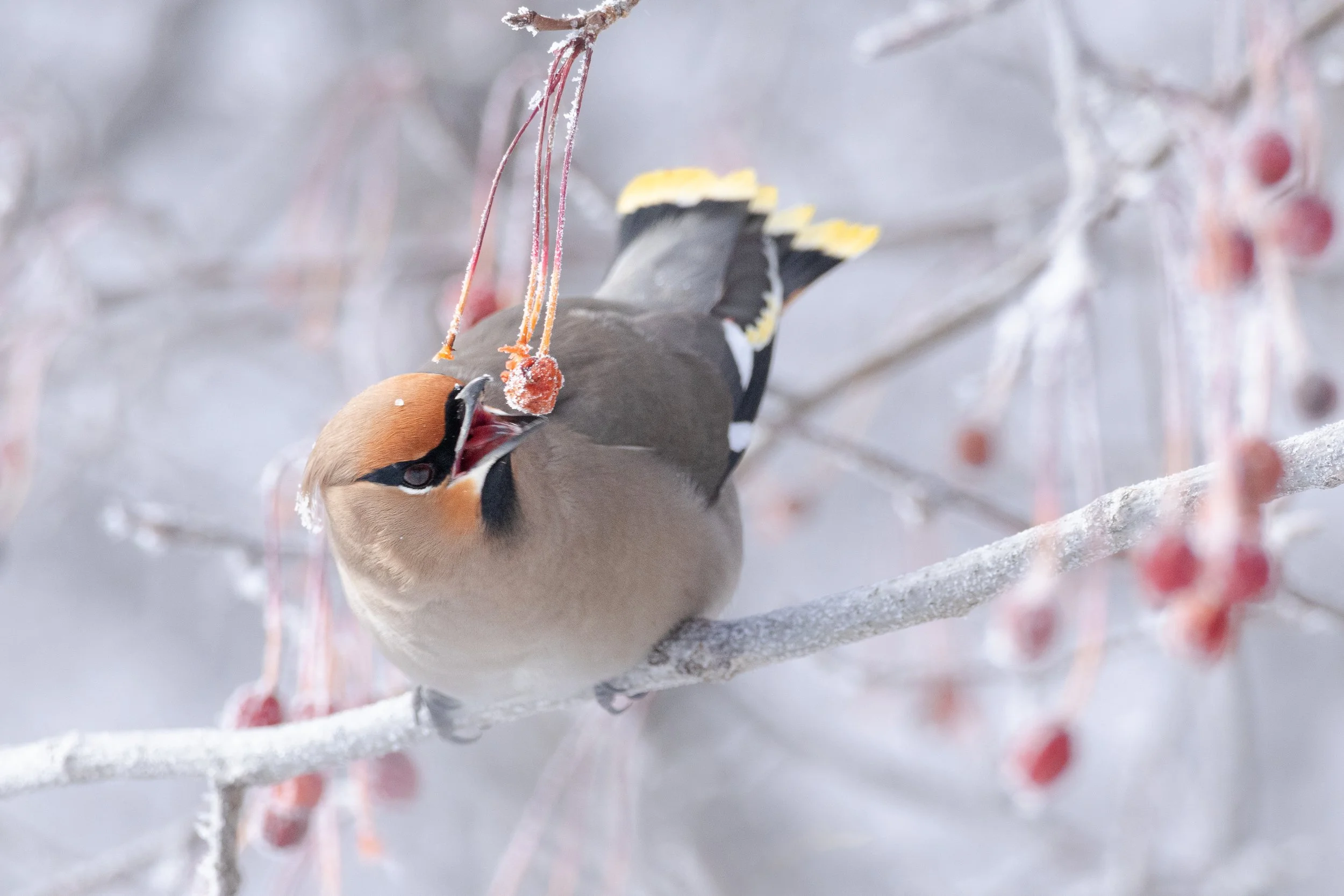 berry_brainfreeze-16.jpg