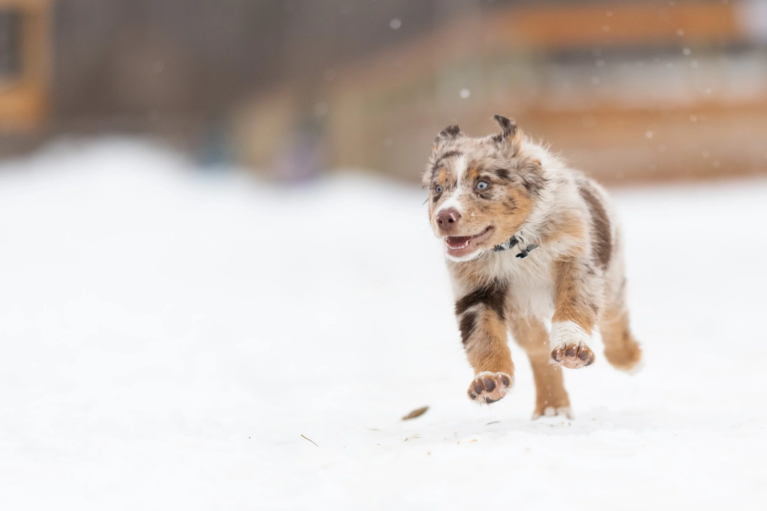 pet_photoshoots-43.jpg