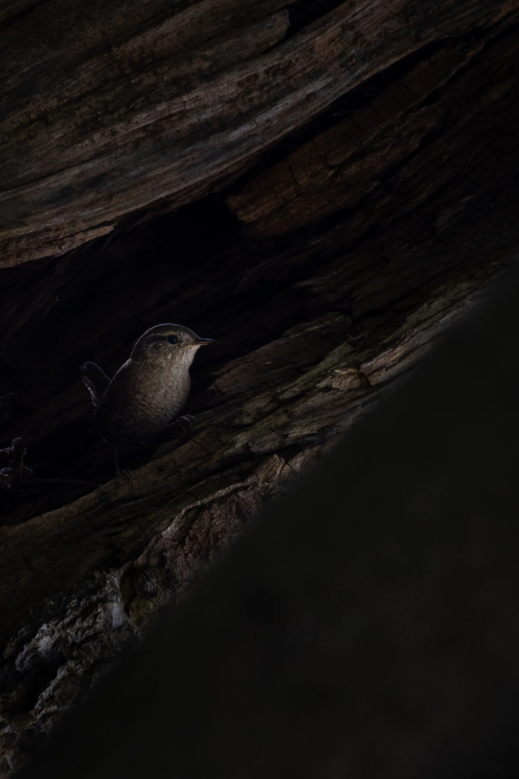 a_story_of_bark-05.jpg
