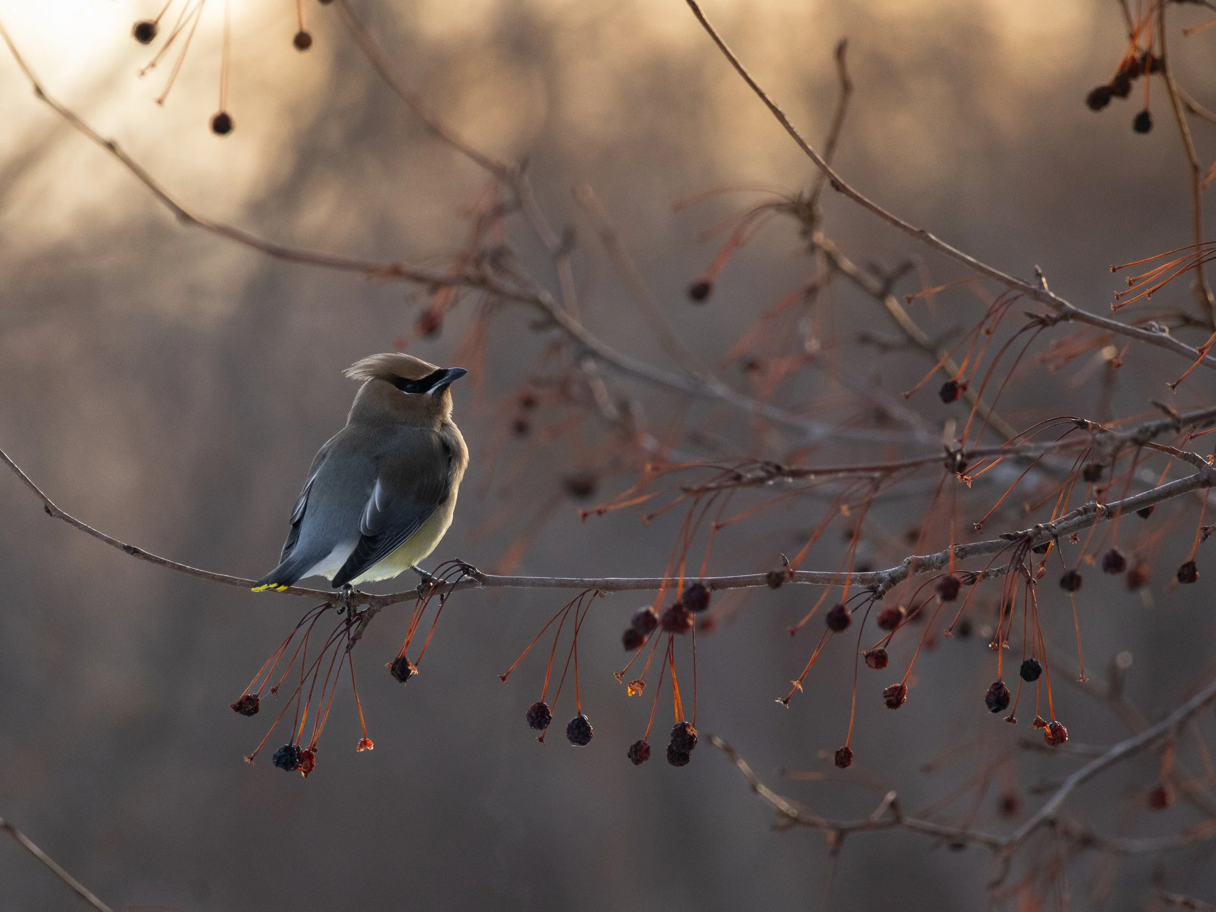 berry_brainfreeze-03.jpg