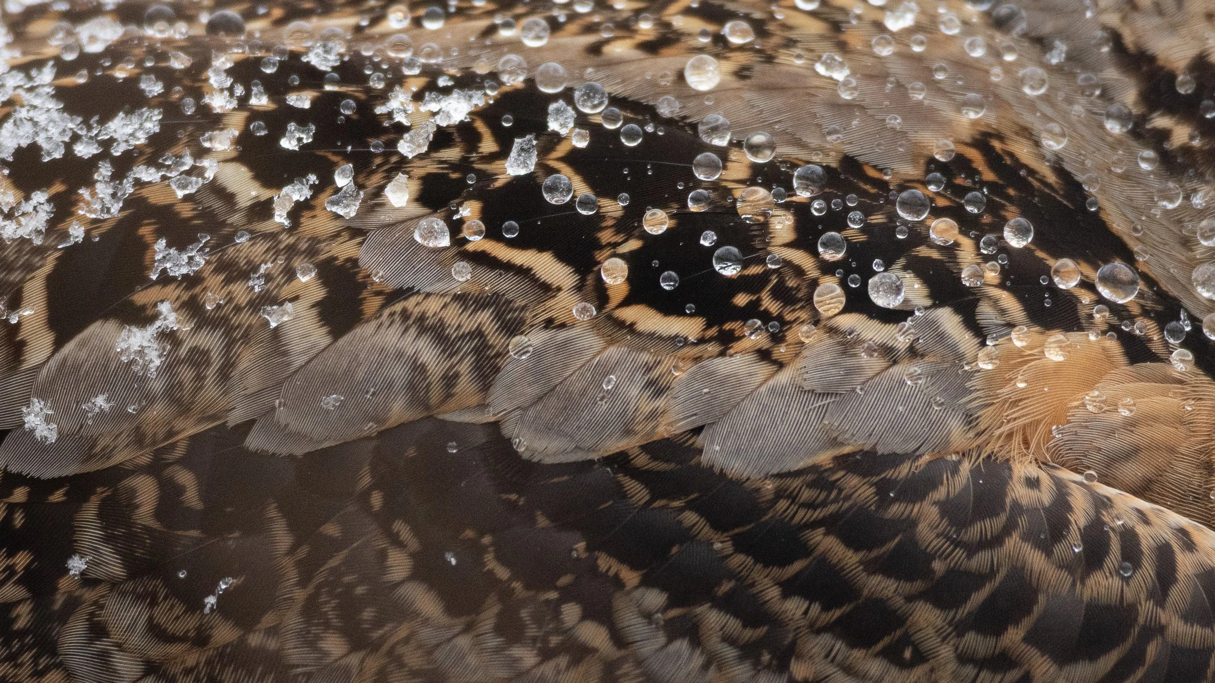 plumage.jpg