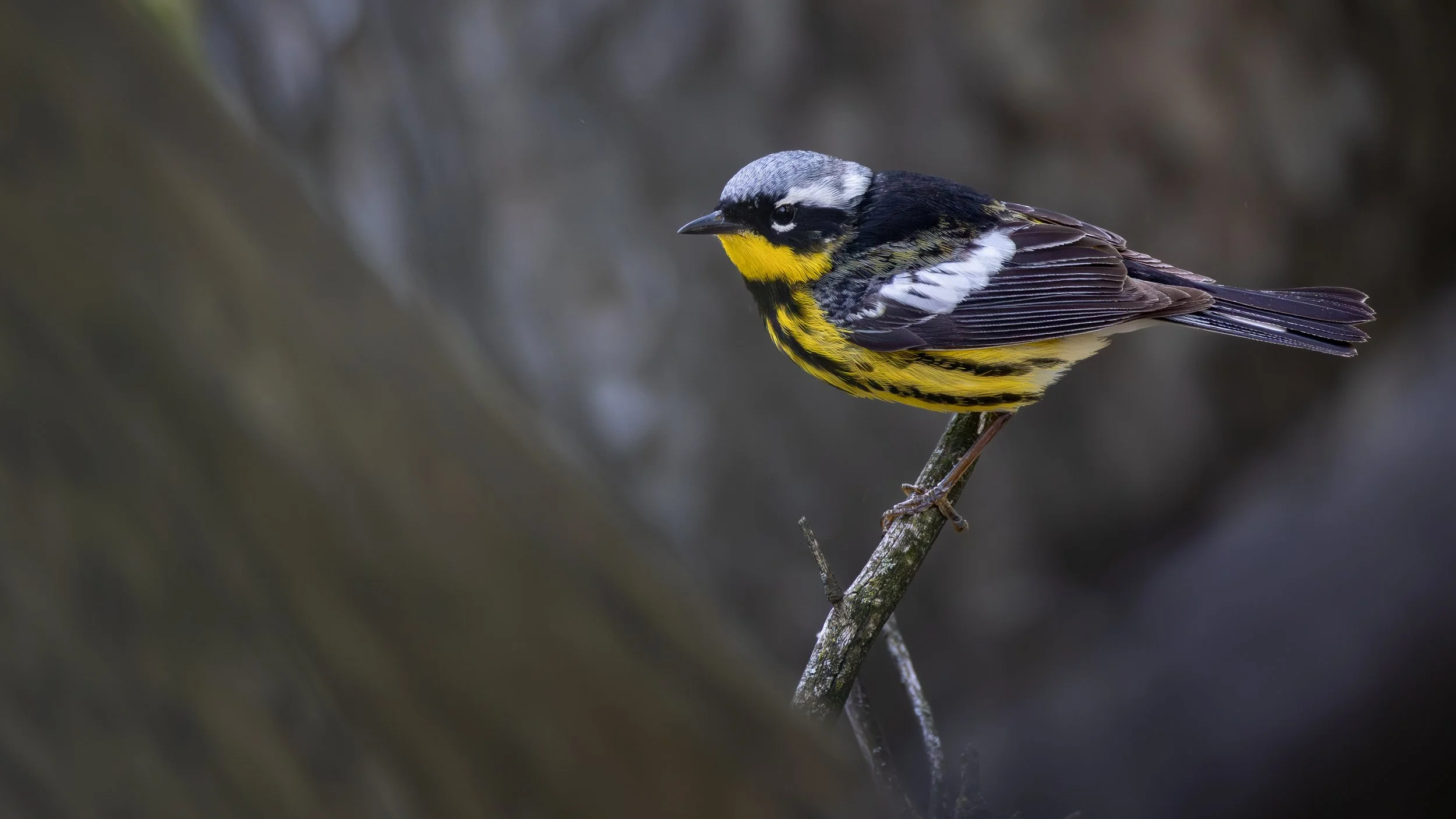 warblers-30.jpg