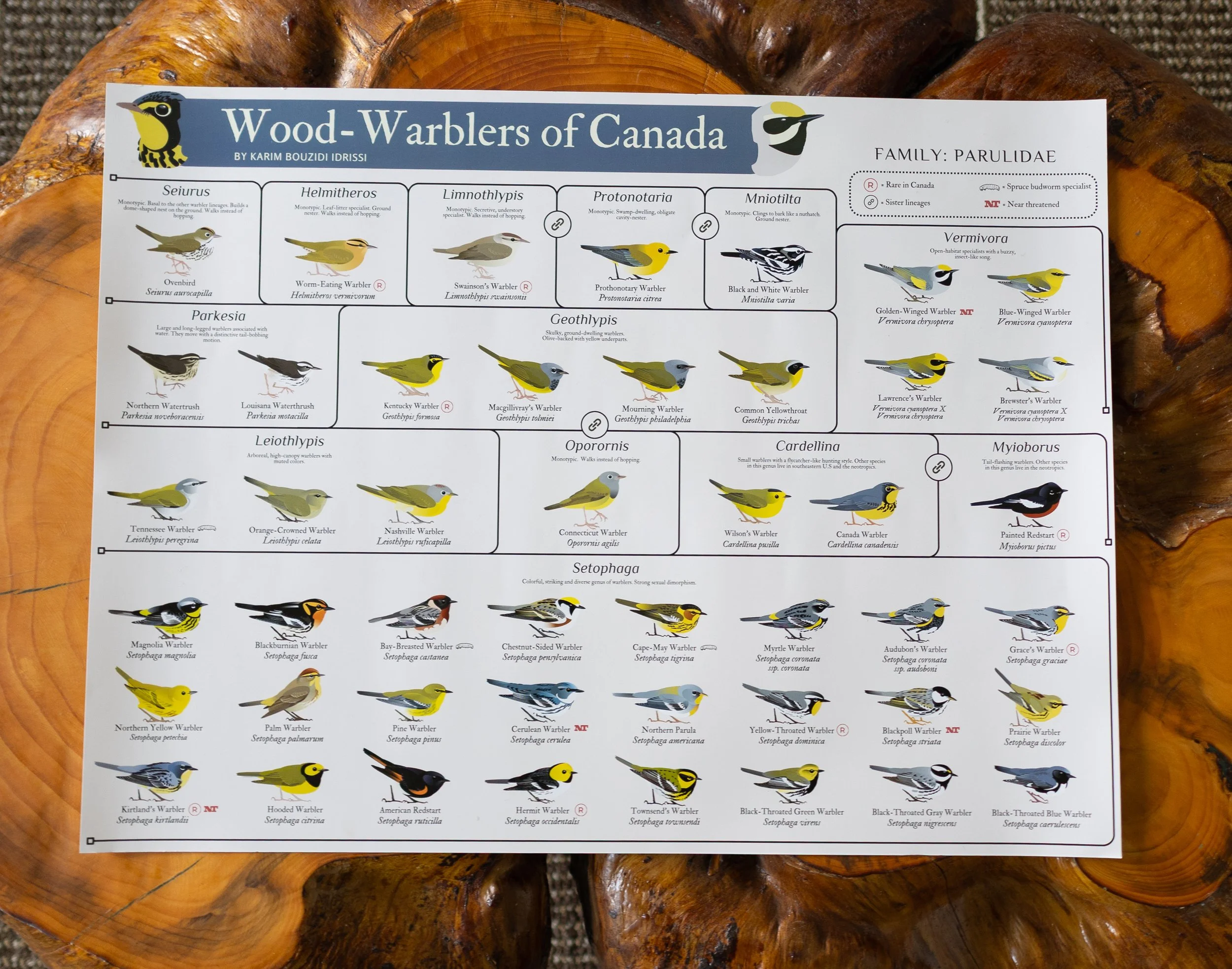 Wood-Warblers of Canada V.3.0 - Semi-Glossy Paper Poster 45x60 cm / 18x24″