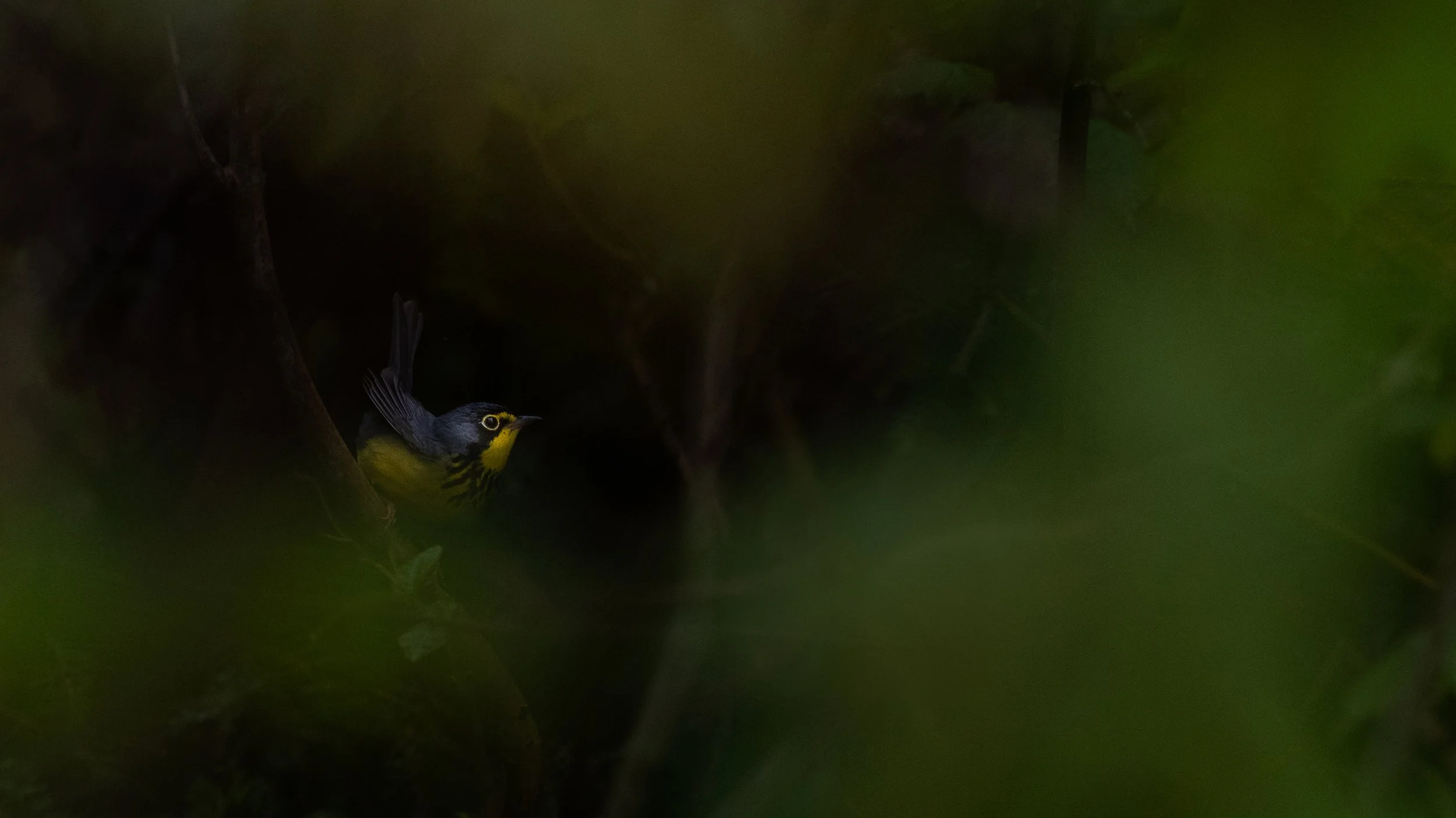 mood_forest-11.jpg