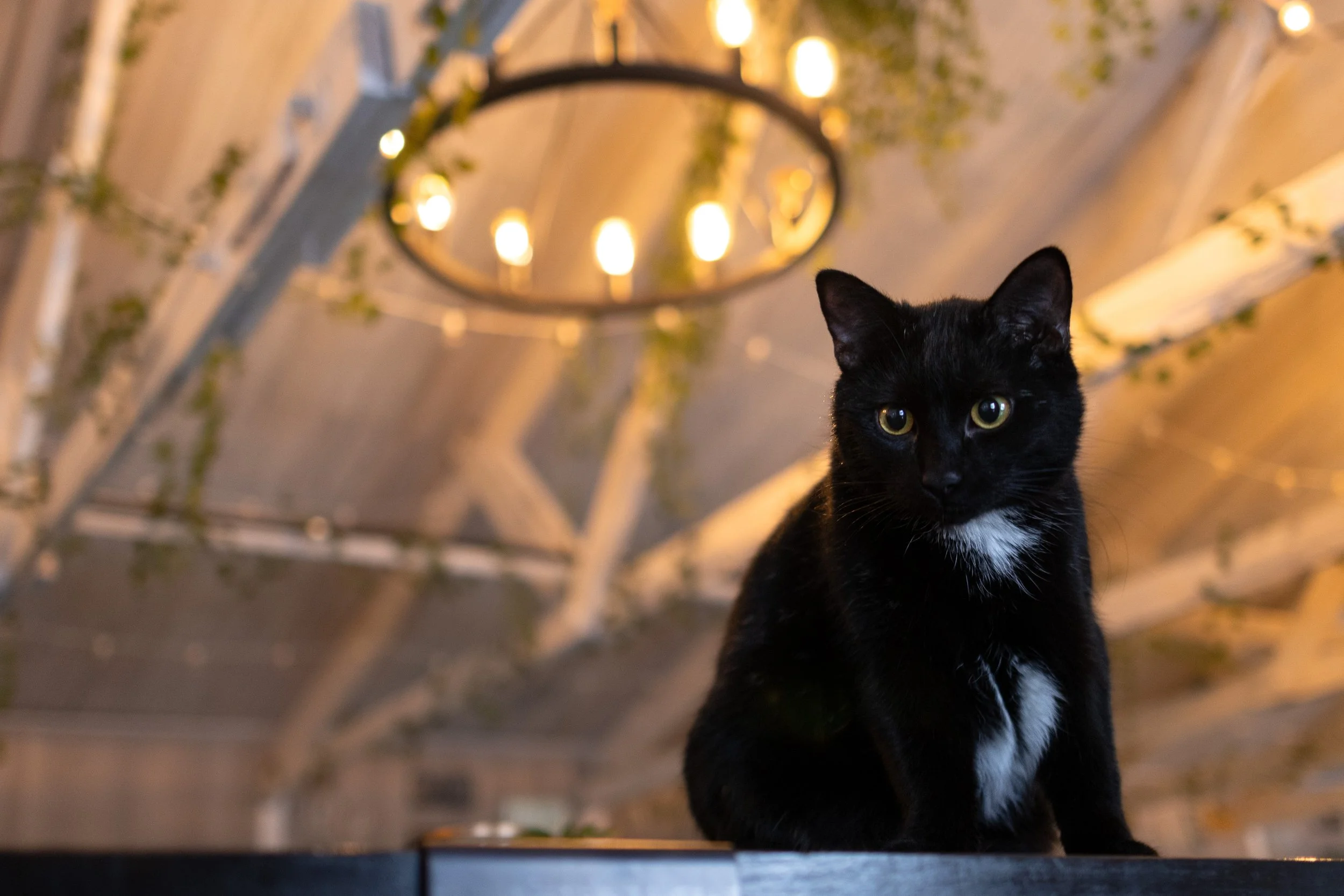 pet_photoshoots-35.jpg