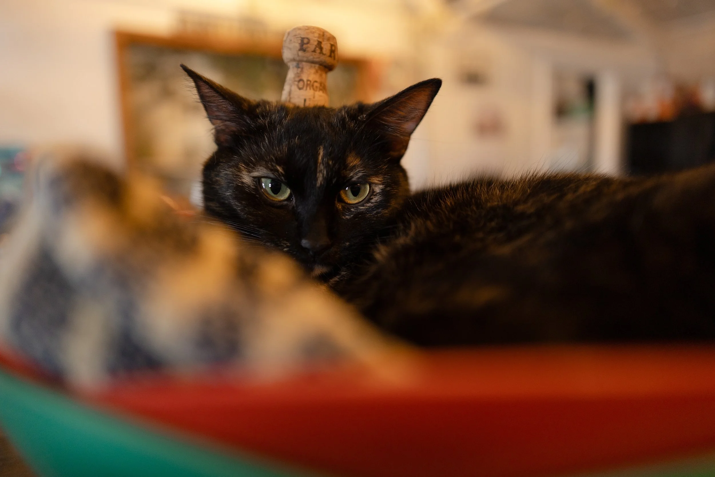 pet_photoshoots-6.jpg