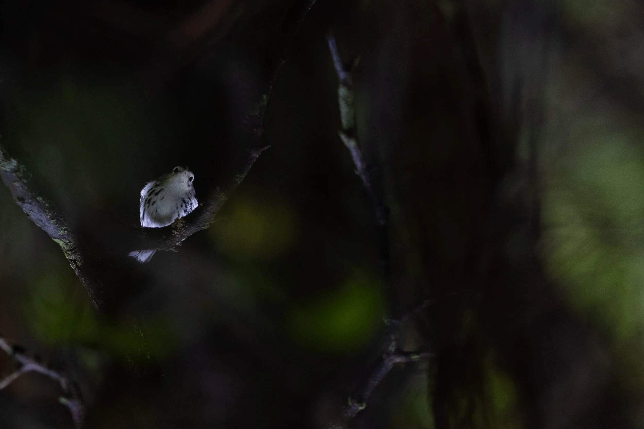 mood_forest-07.jpg
