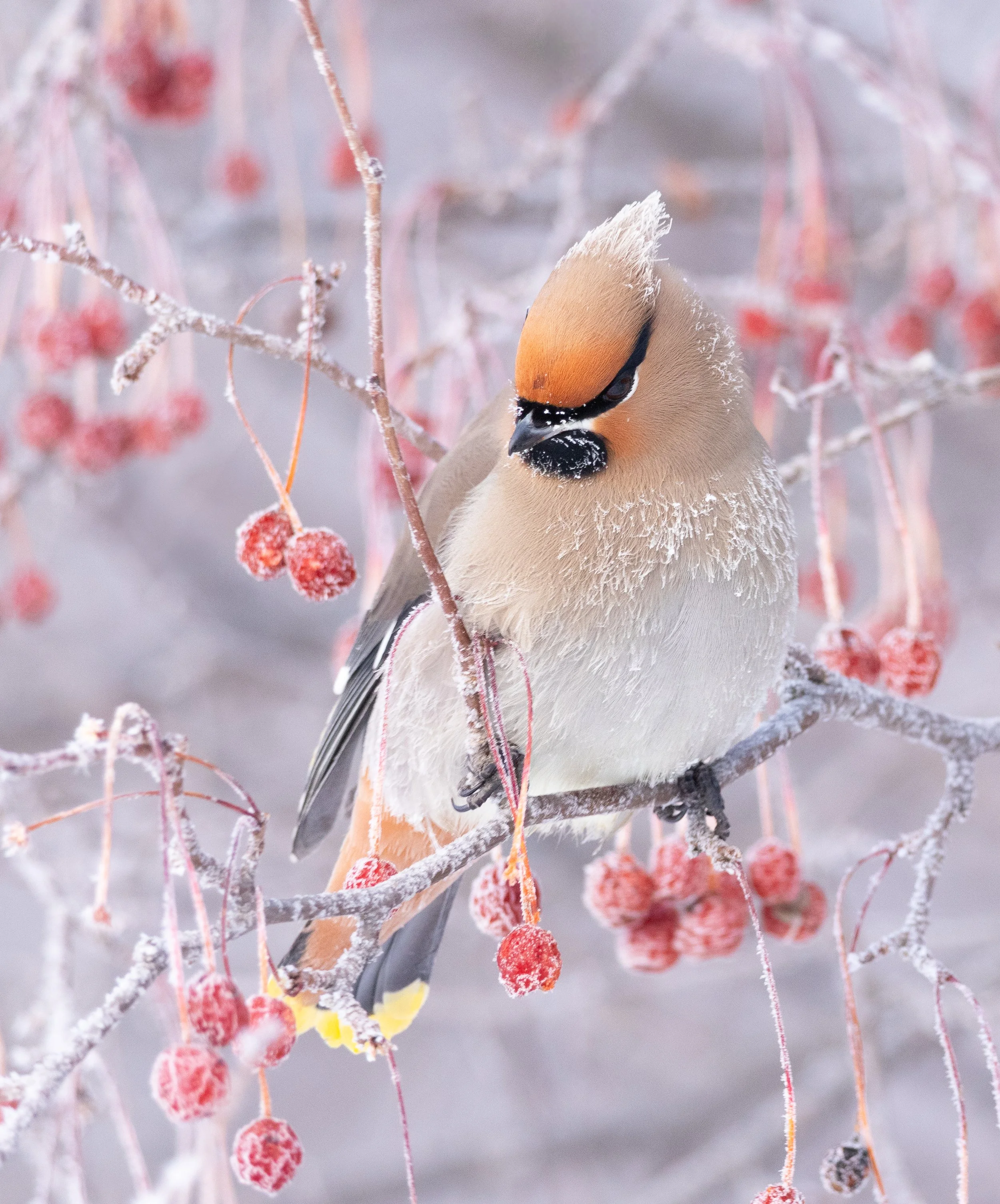 berry_brainfreeze-20.jpg